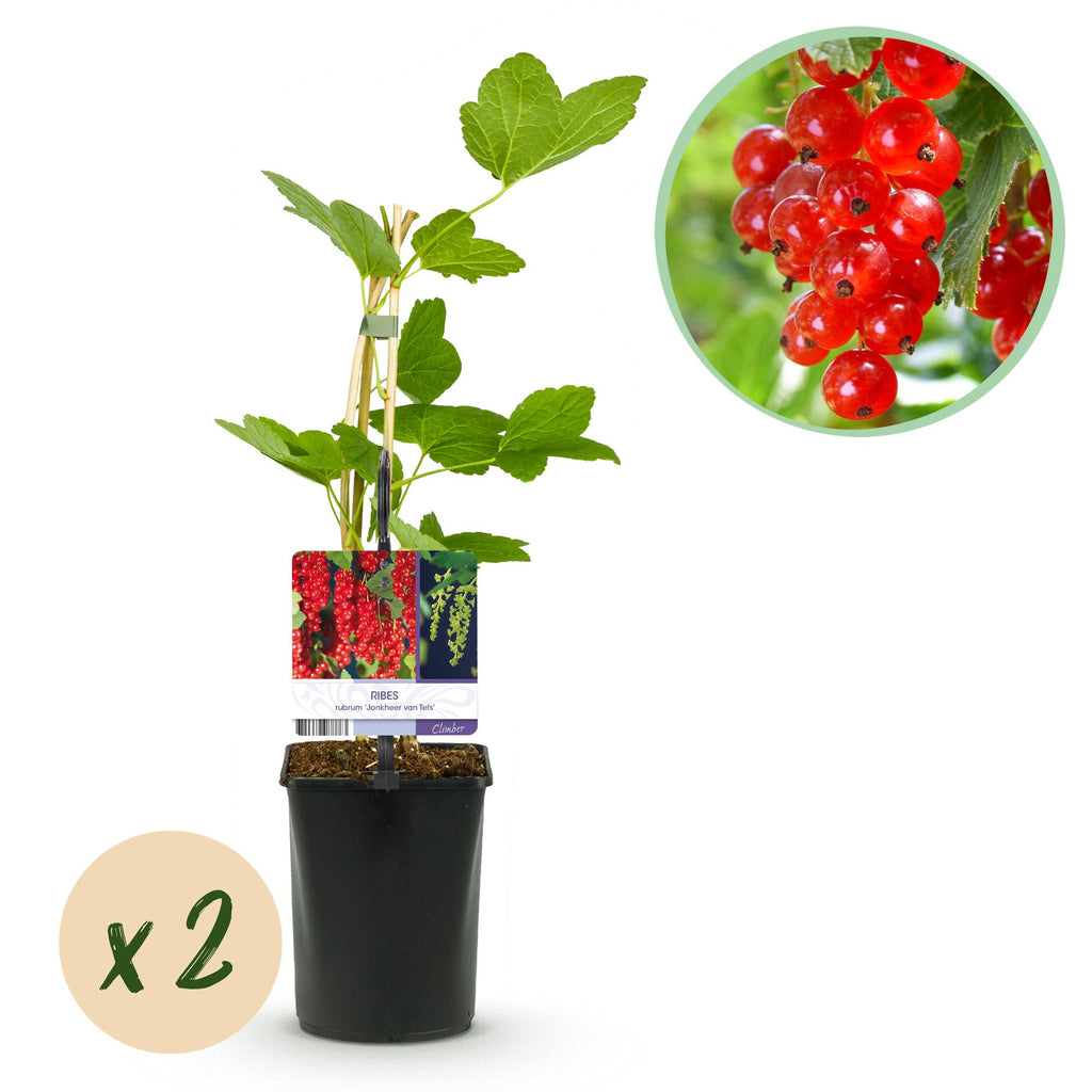 Fruitplant - Aalbes - Ribes rubrum Jonkheer van Tets - Rode Bes - 2 planten -  Pot 11cm Hoogte 40cm