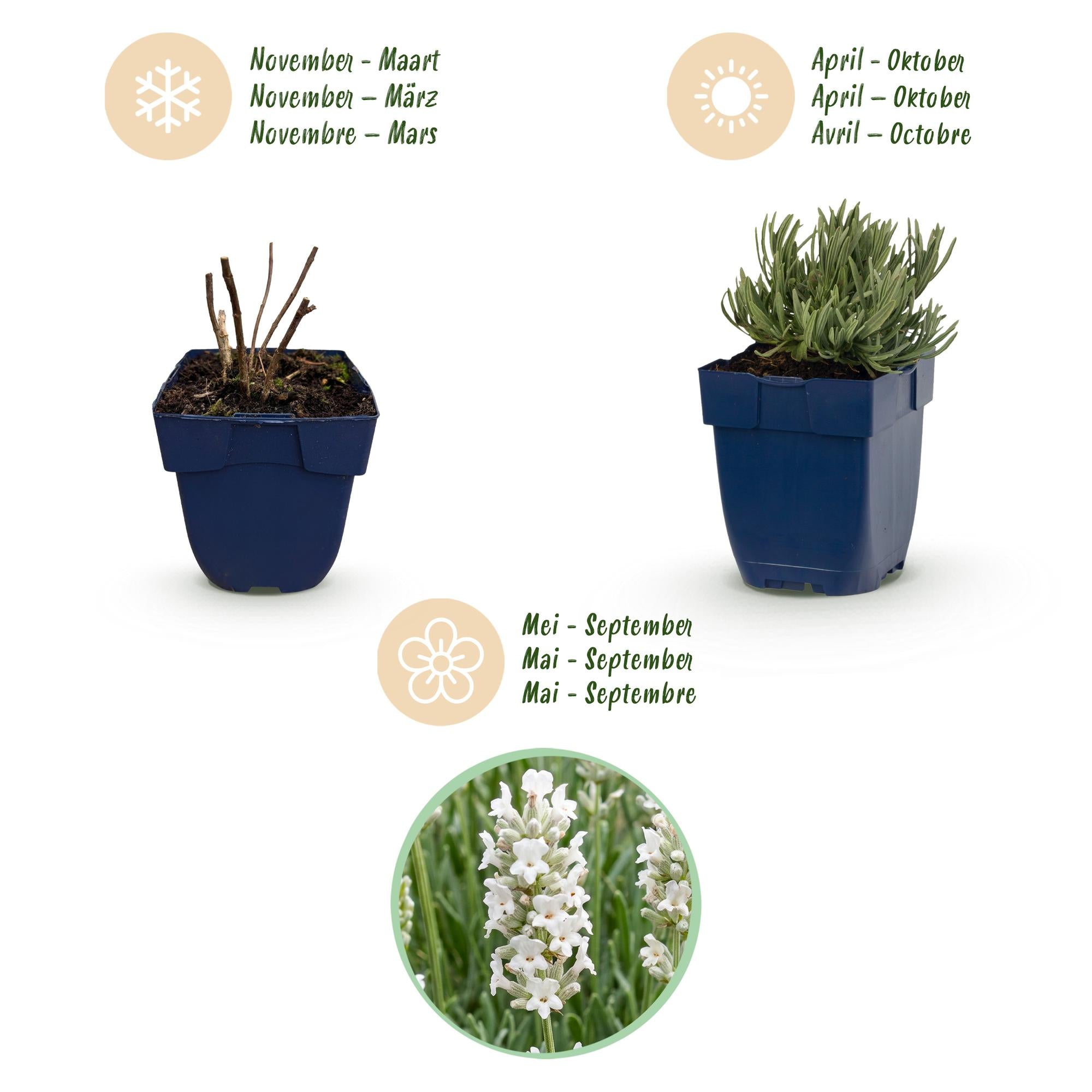 Vasteplant - Lavandula ang. Hidcote - Lavendel - Geurend - Paars - 12 Planten - Pot 11cm - Hoogte 15-25cm