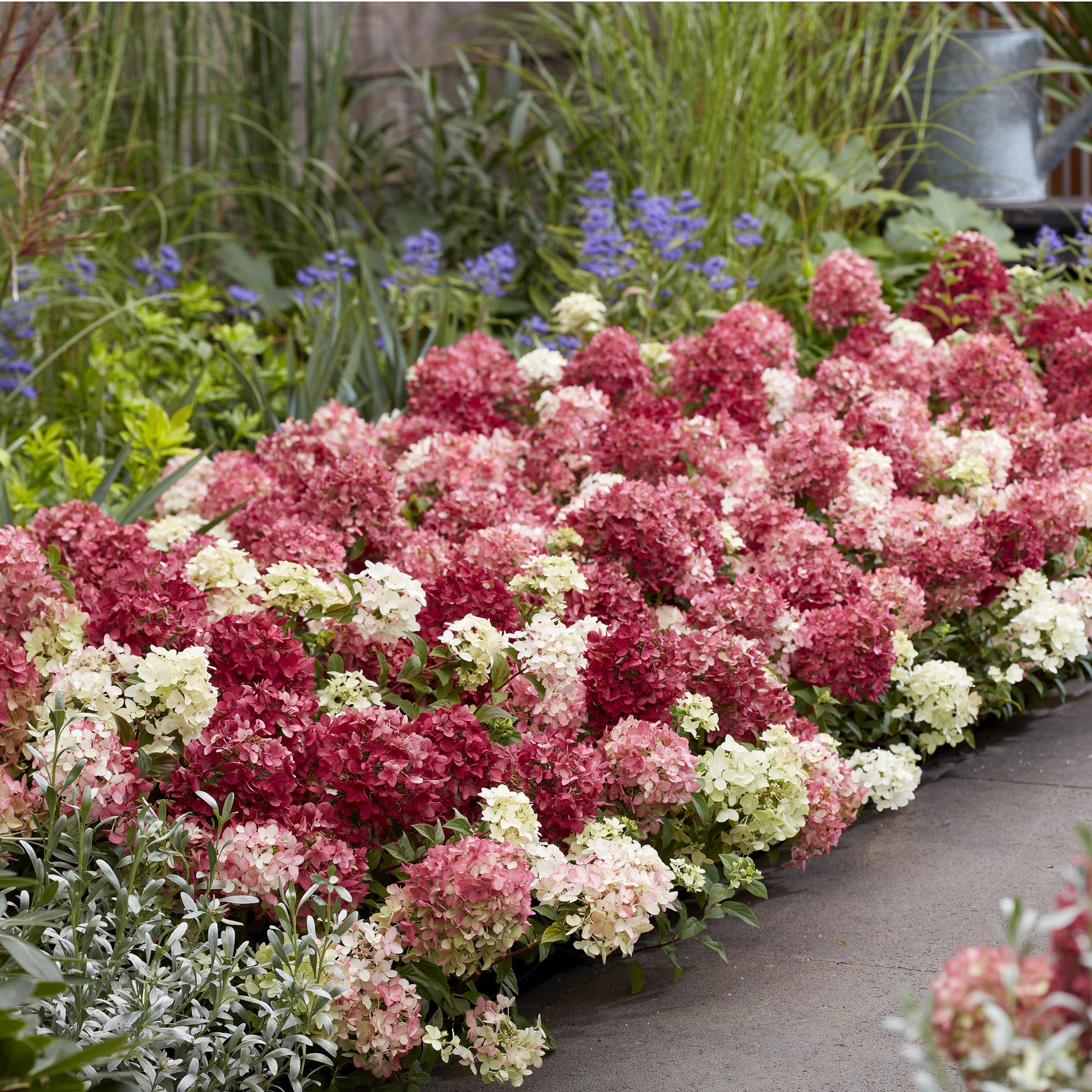 Tuinplant - Hydrangea panniculata Groundbreaker Ruby - Pluimhortensia - Winterhard - Rood - 8 Planten - Pot 14cm - Hoogte 20-25cm