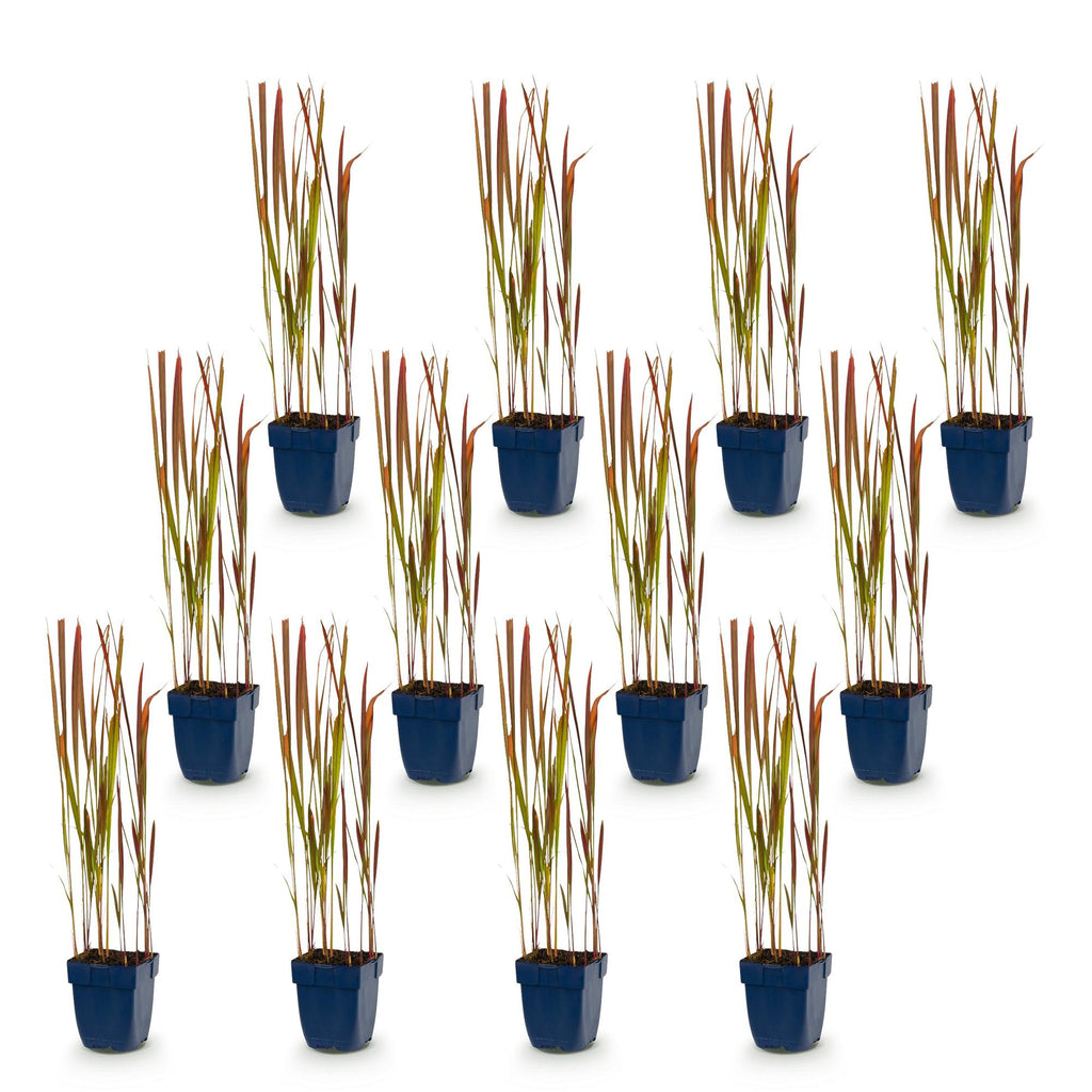 Grassen - Imperata cylindrica Red Baron - Japans bloedgras - Rode uitlopers - Rood - 12 Planten - Pot 11cm - Hoogte 15-25cm