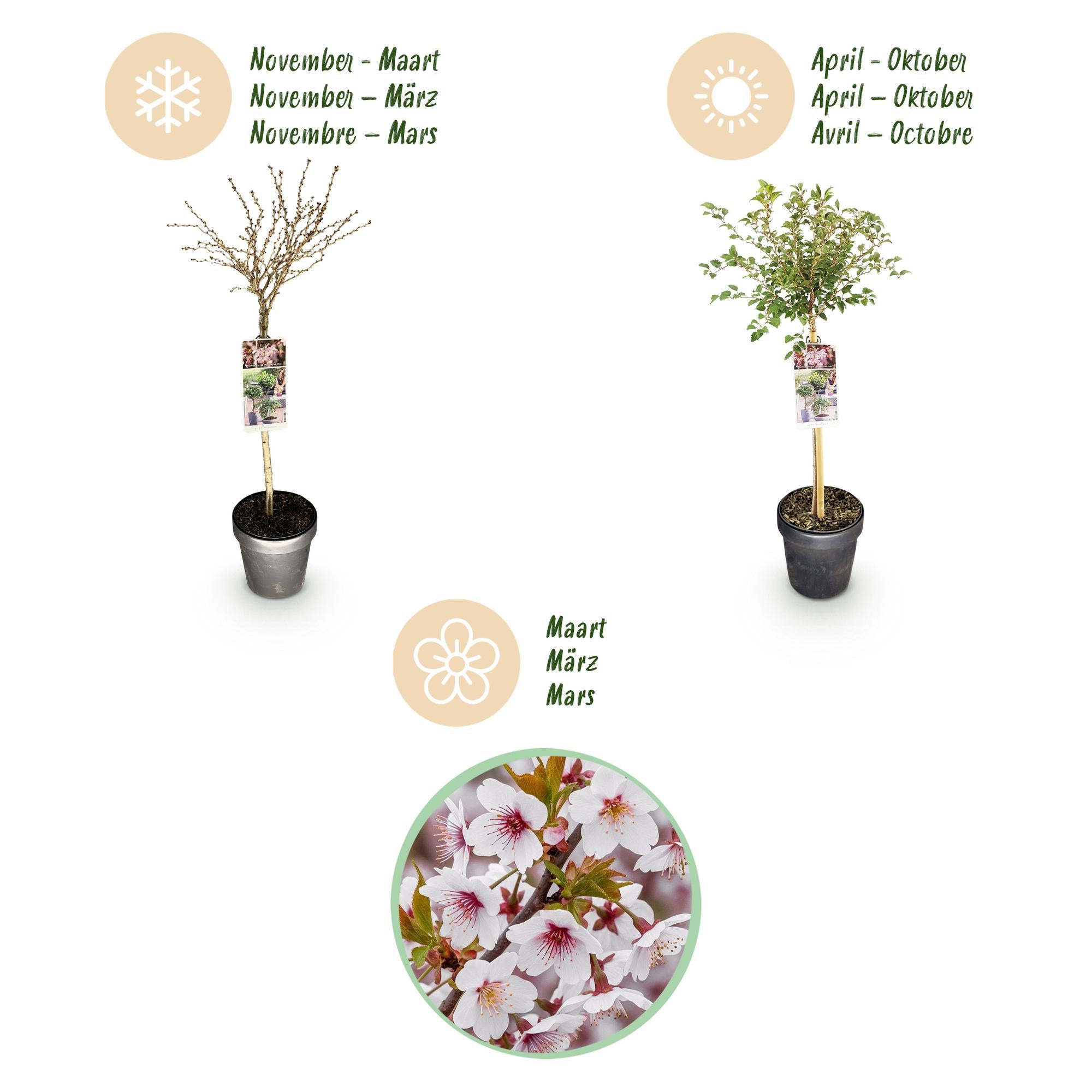 Plant op Stam - Prunus incisa Koujou-no-mai - Terras Plant - Bladverliezend - Winterhard - Witte Bloem - Pot 19cm Hoogte 90cm