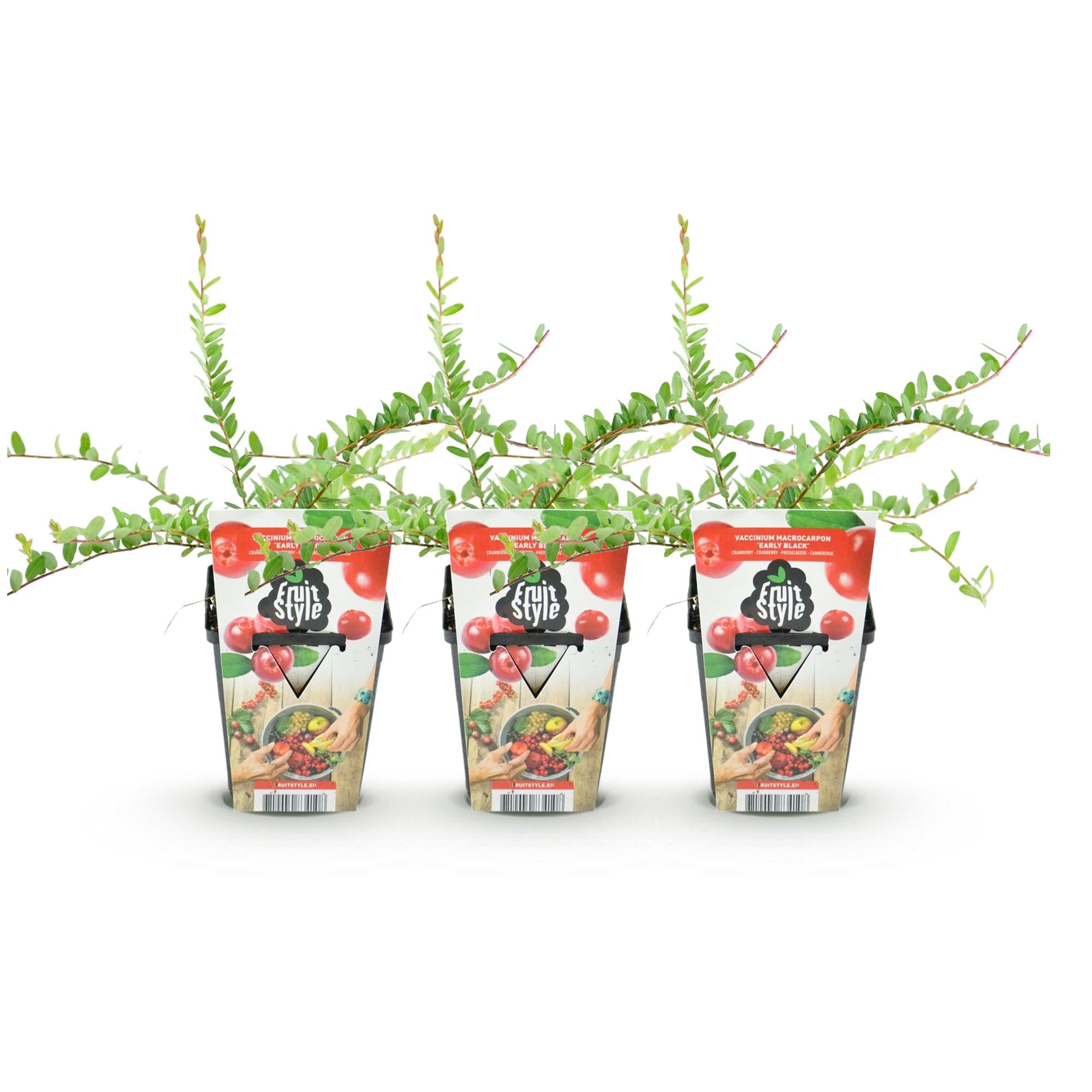 Fruitplanten - Blauwe Bes - Vaccinium macrophylla Early Black - Winterhard - 3 Planten - Pot 9 cm - Donker Rode  Bes
