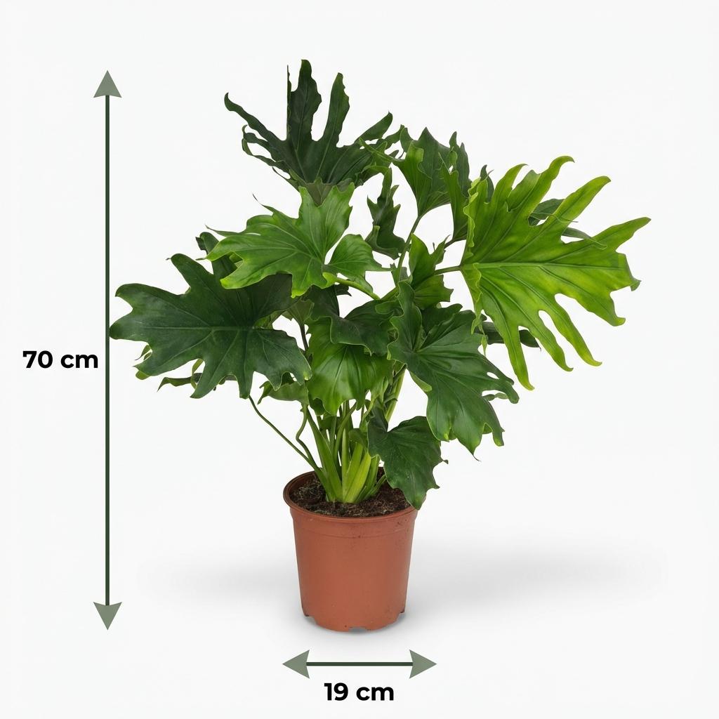 Kamerplant - Philodendron - Philodendron Lickety split - Groen - Weinig onderhoud - 1 Plant - Pot 19cm - Hoogte 70cm