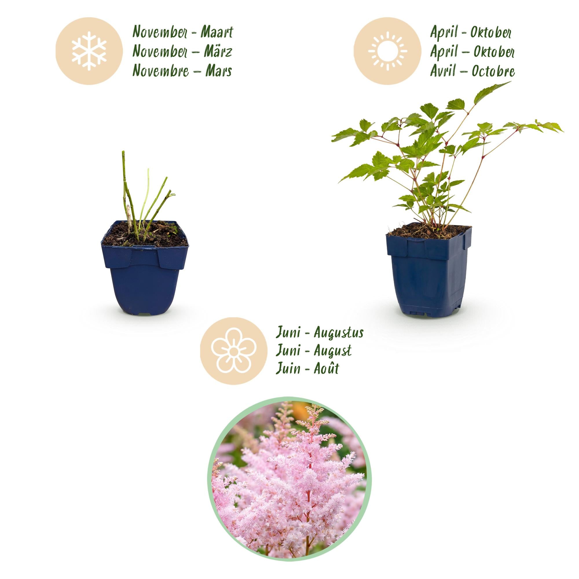 Vasteplant - Astilbe (J) Europa - Pluimspirea - Schaduw - Roze - 1 Plant - Pot 11cm - Hoogte 15-25cm
