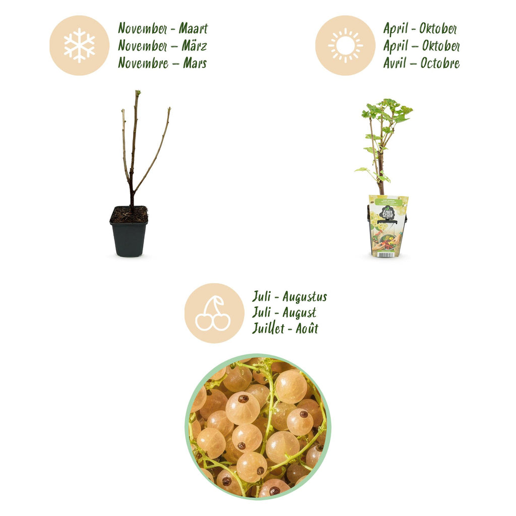 Fruitplanten - Wiite Bes - Ribes rubrum Witte Hollander - Winterhard - 3 Planten - Pot 9 cm - Witte Bes