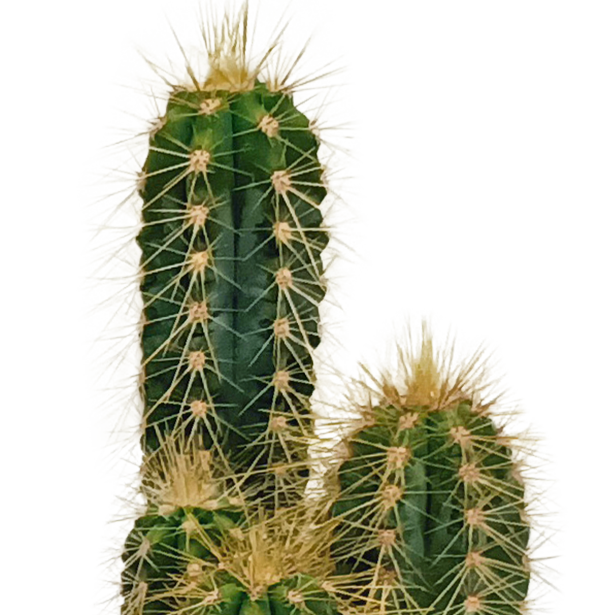 Cactus mix 5.5 cm - 10x - zonder pot