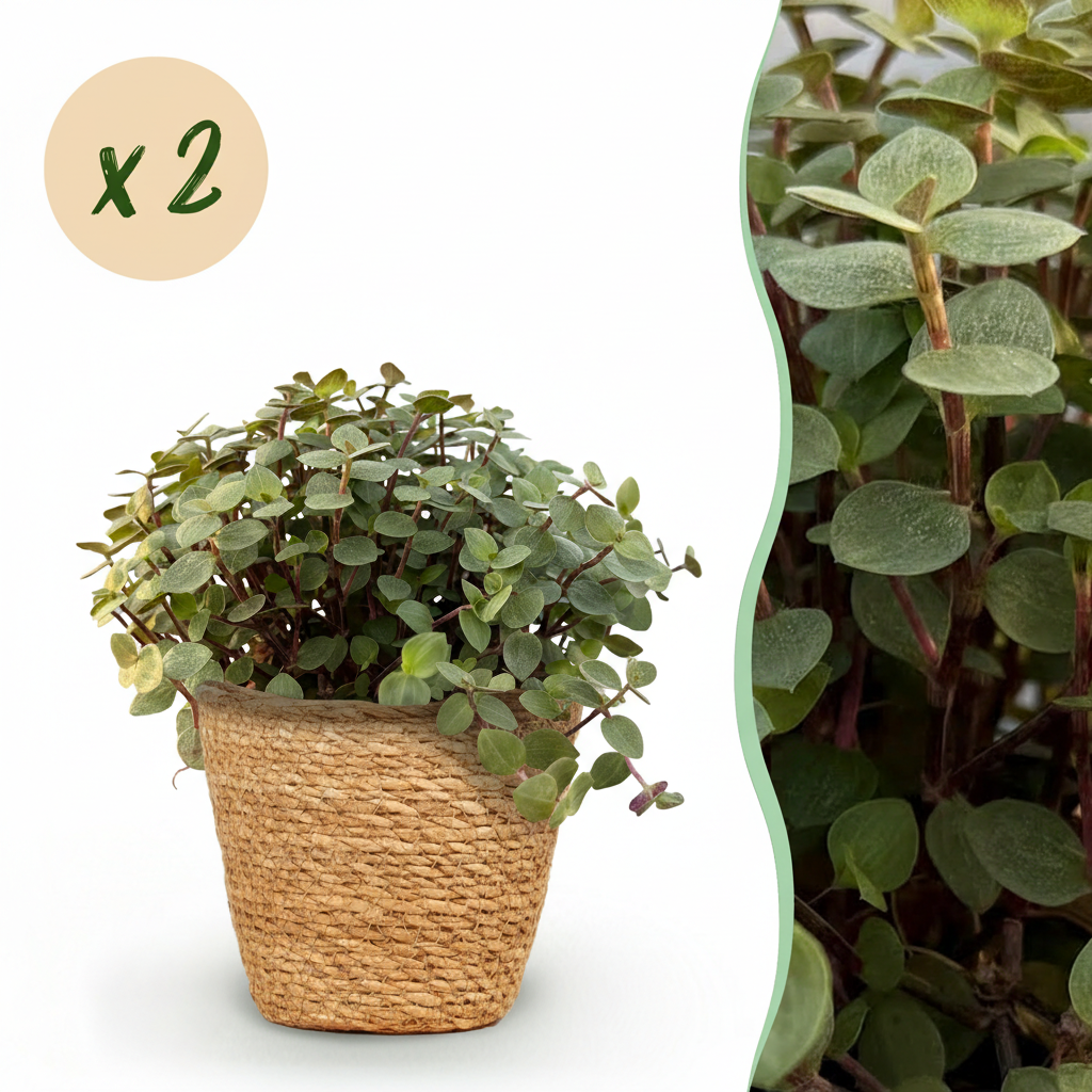 Kamerplant - Calissia repens - Kattengras - Huisdiervriendelijk - Groen - 2 Planten - met Mand - Pot 12cm - Hoogte 17-20cm