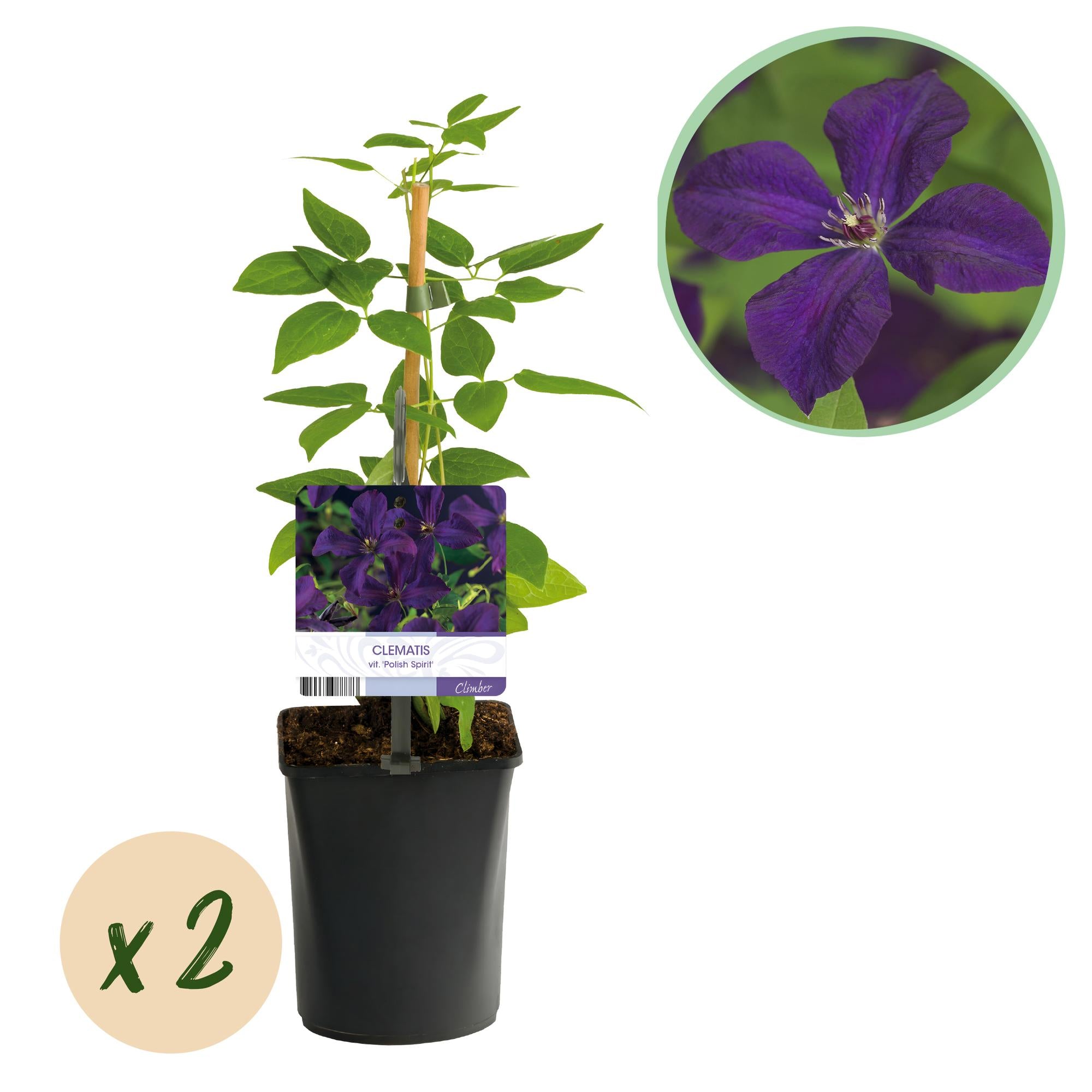 Klimplant - Clematis vit. Polish Spirit - Bloem Roze - Weinig onderhoud -2 planten -  Pot 11cm Hoogte 40cm