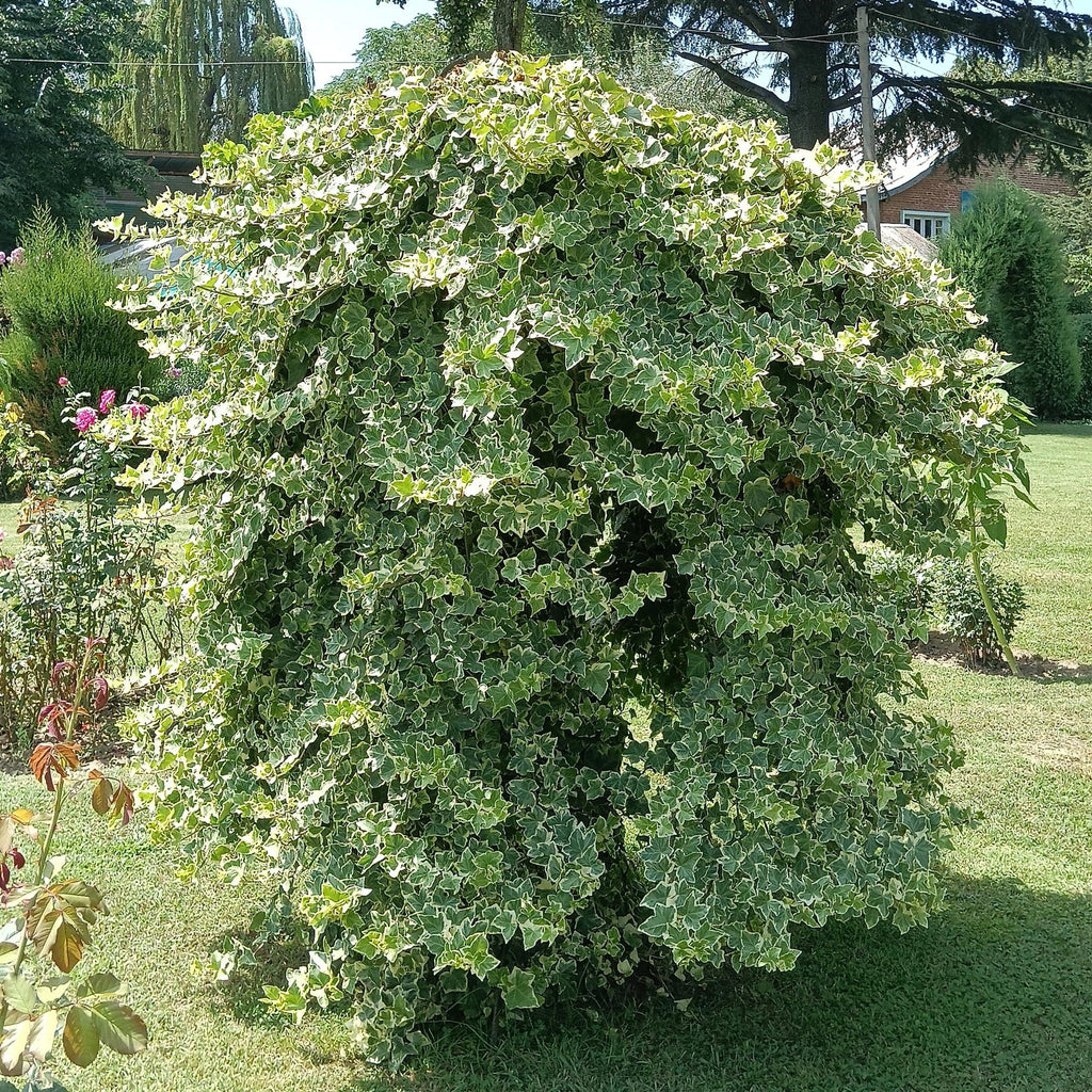Klimplant - Hedera helix Glacier -  Blad Bont - Groenblijvend - 2 planten - Pot 11cm Hoogte 40cm