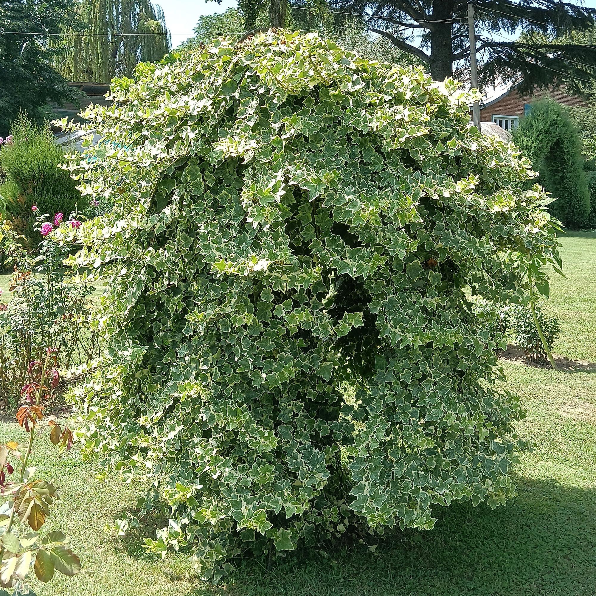 Klimplant - Hedera helix Glacier -  Blad Bont - Groenblijvend - 2 planten - Pot 11cm Hoogte 40cm