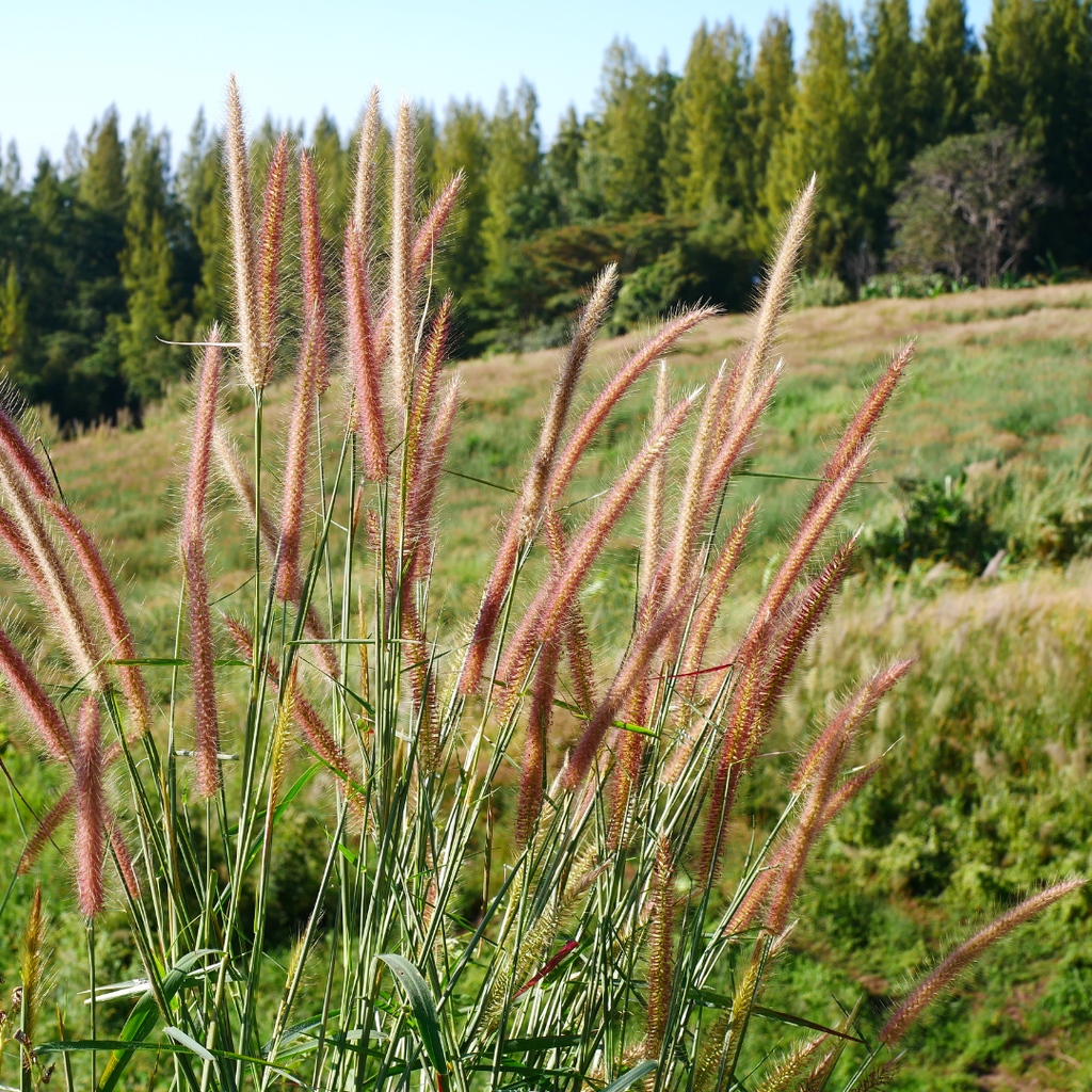 6x Miscanthus sinensis ‘Zebrinus’ – Opvallend zebragras met decoratief gestreept blad | Potmaat 12 cm