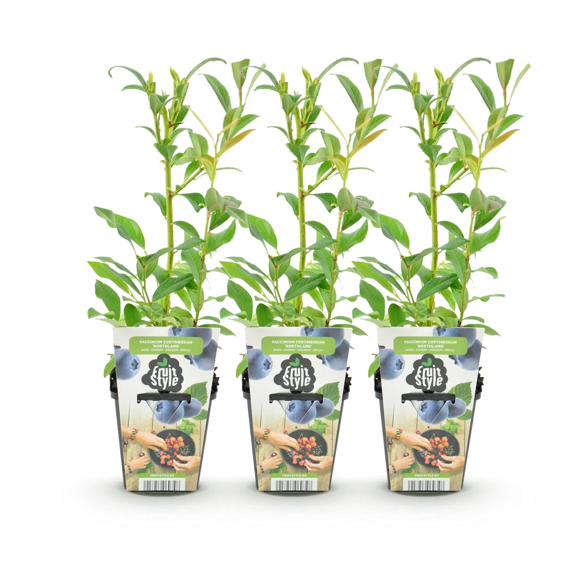 Fruitplanten - Blauwe Bes - Vaccinium corymbossum Northland - Winterhard - 3 Planten -Pot 9 cm - Blauwe Bes