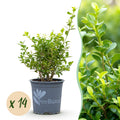 Buxus Haag - BetterBuxus Babylon Beauty - Resistant tegen de Buxus Schimmel - 14 planten - 2 strekkende meter - pot 10,5cm hoogte 25-30