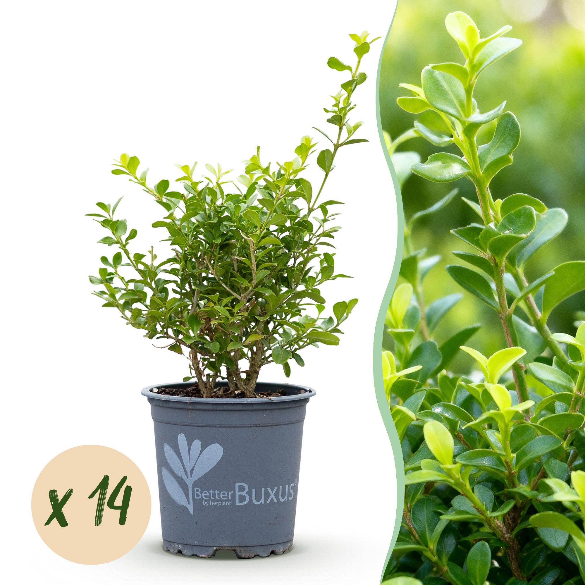 Buxus Haag - BetterBuxus Babylon Beauty - Resistant tegen de Buxus Schimmel - 14 planten - 2 strekkende meter - pot 10,5cm hoogte 25-30