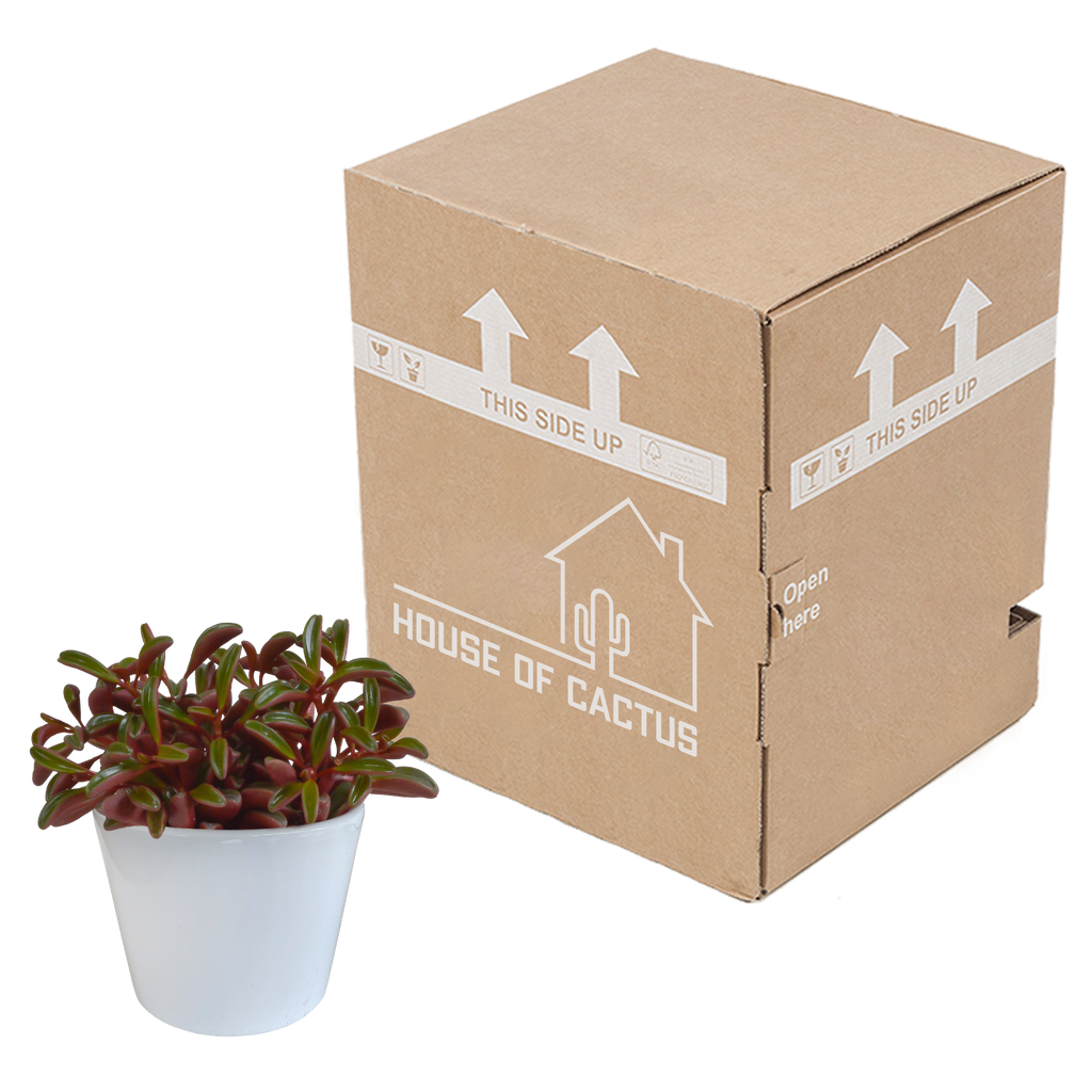 Peperomia graveolens - in witte pot
