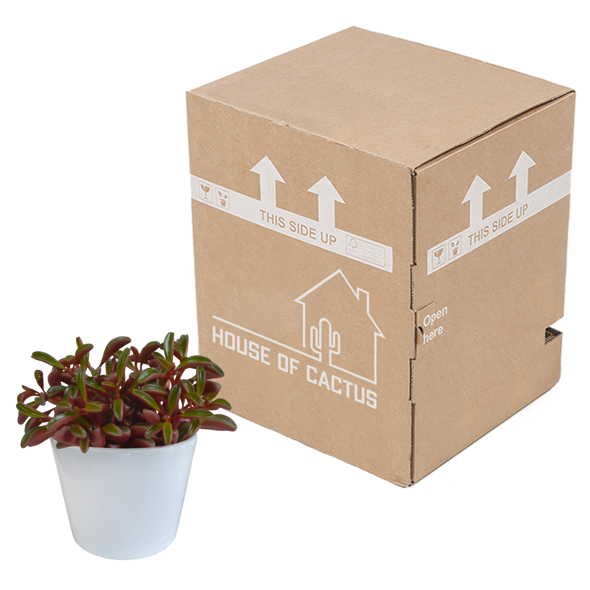 Peperomia graveolens - in witte pot