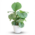 Calathea Orbifolia met Potter wit - 65cm - Ø21
