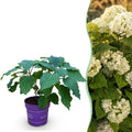 Tuinplant - Hydrangea arborescens FlowerWOW - Hortensia - Winterhard - Wit - 1 Plant - Pot 14cm - Hoogte Hoogte 20-30cm