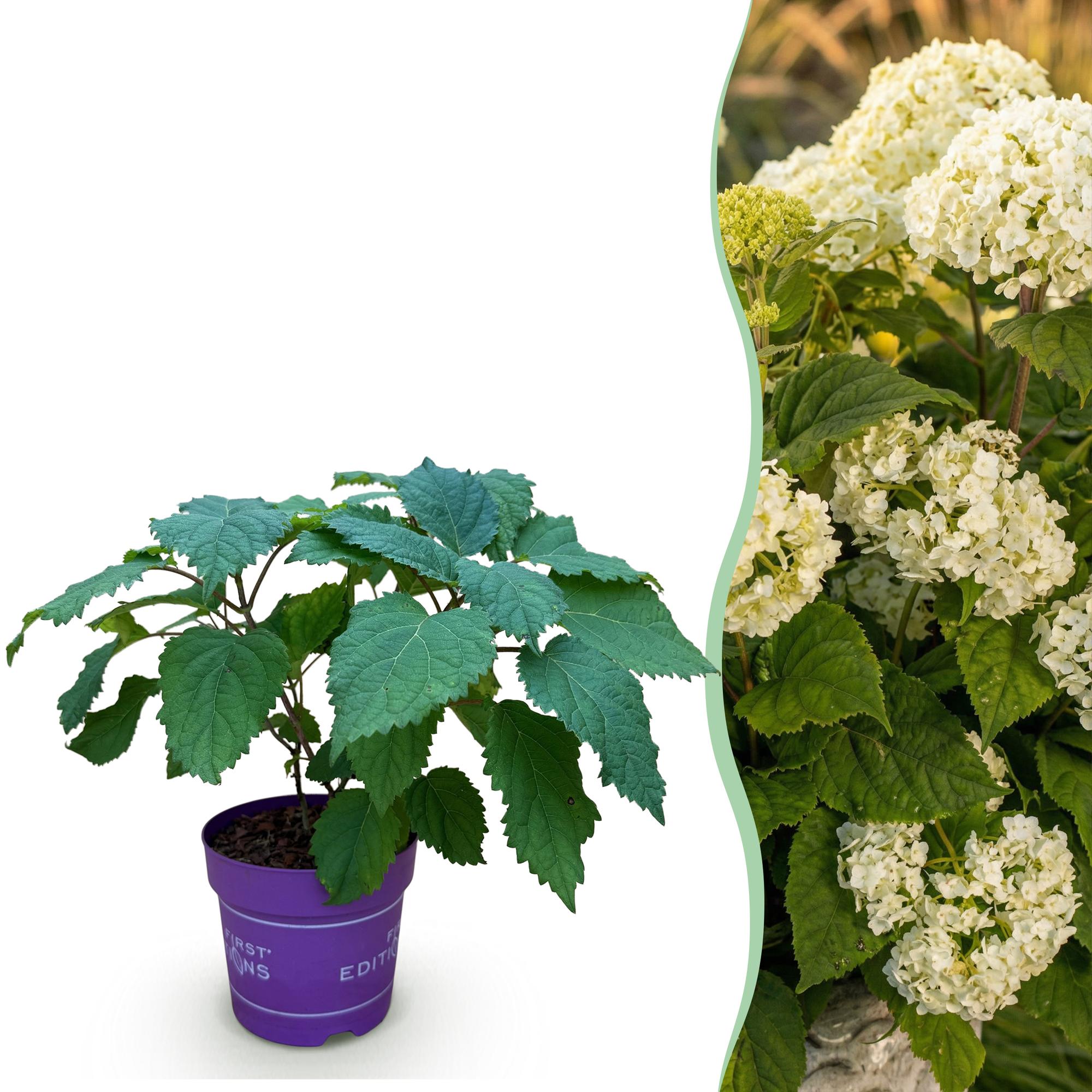 Tuinplant - Hydrangea arborescens FlowerWOW - Hortensia - Winterhard - Wit - 1 Plant - Pot 14cm - Hoogte Hoogte 20-30cm