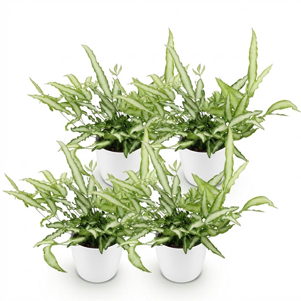 Kamerplant - Pteris cretica Albolineata - Lintvaren - Huisdiervriendelijke Plant - Groen - 4 Planten - met Potter Wit - Pot 12cm - Hoogte 20cm