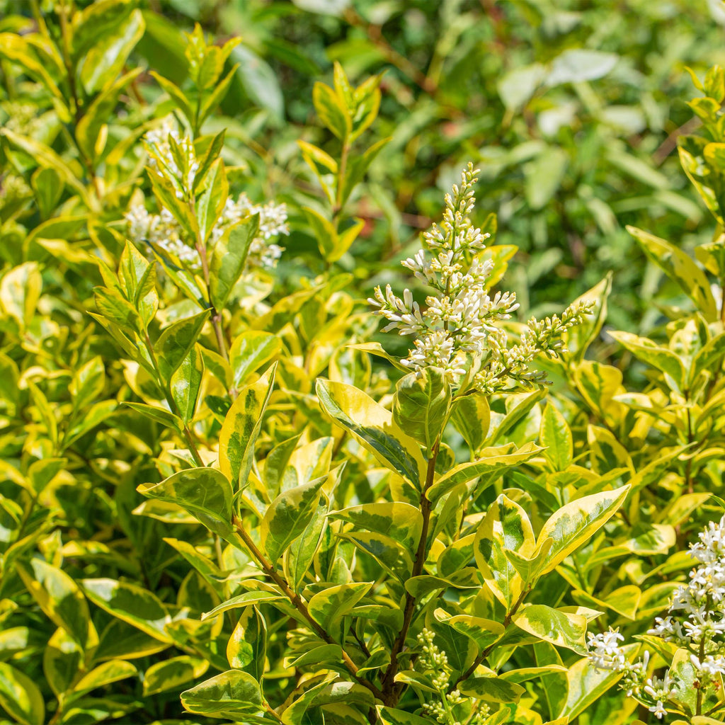 8x Ligustrum ovalifolium Aureum - Bontbladige Liguster - Haagplanten - Groenblijvend - Bont - Pot 9cm - Hoogte 35-45cm