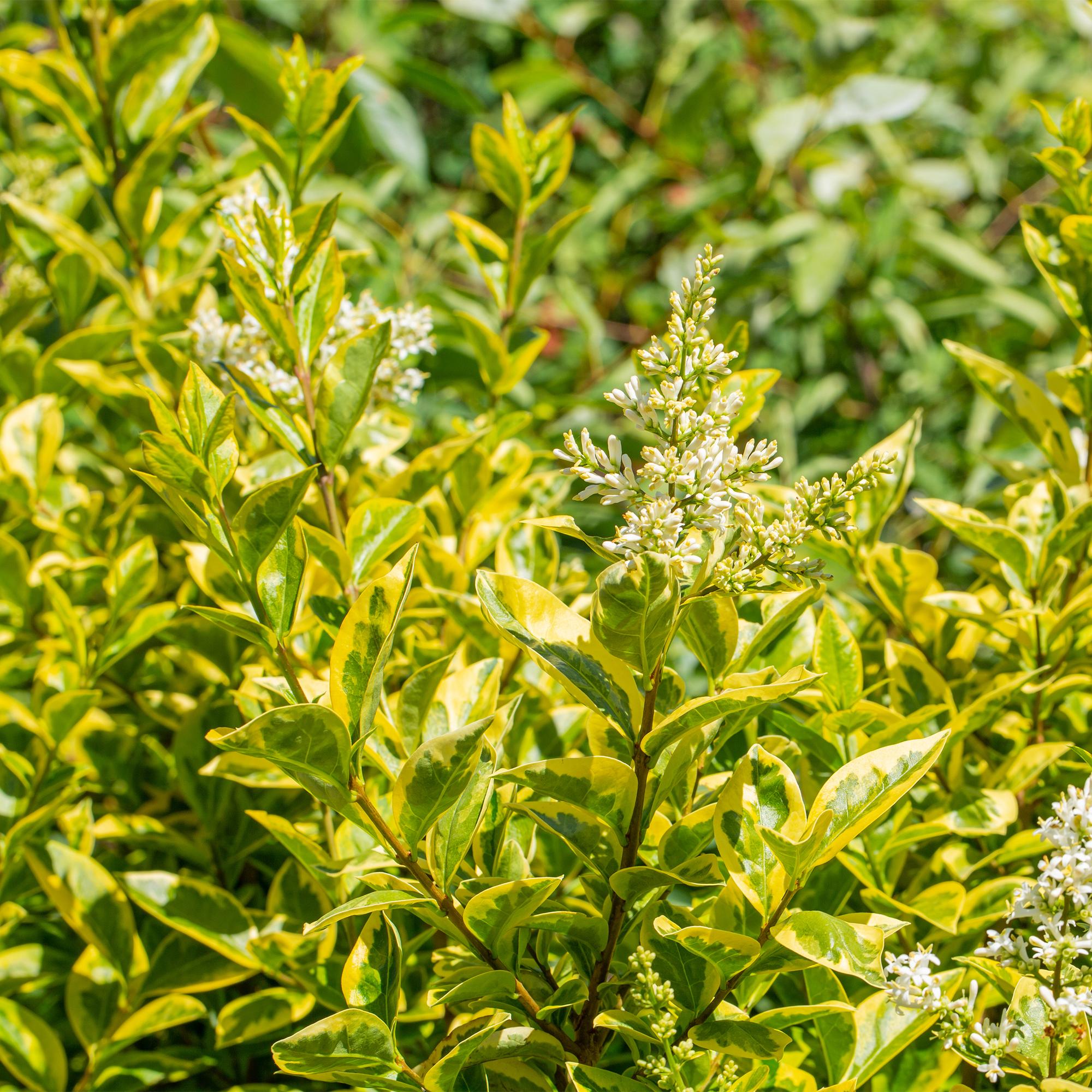 8x Ligustrum ovalifolium Aureum - Bontbladige Liguster - Haagplanten - Groenblijvend - Bont - Pot 9cm - Hoogte 35-45cm