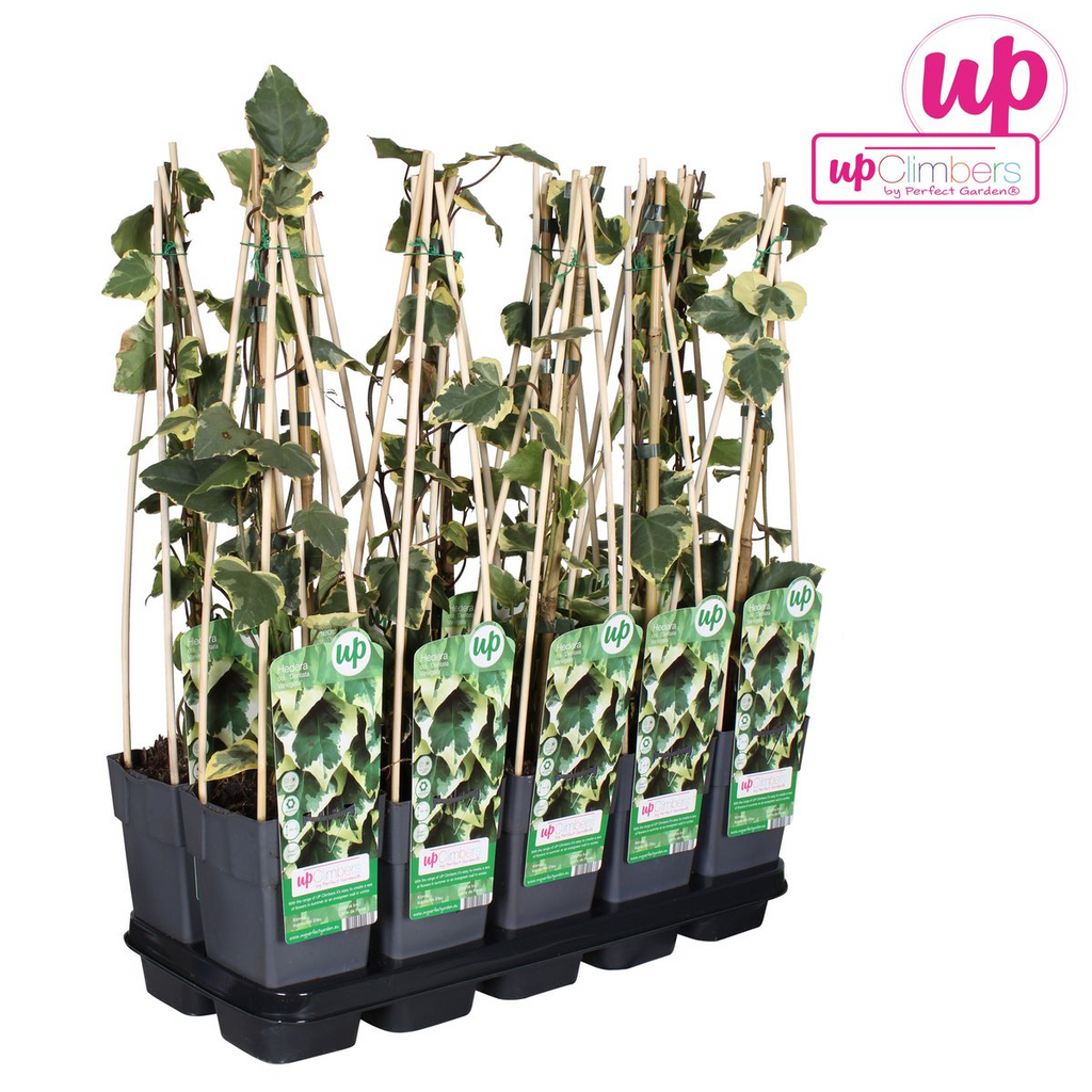 Hedera colchica 'Dentata Variegata' - Ø15cm - ↕65cm
