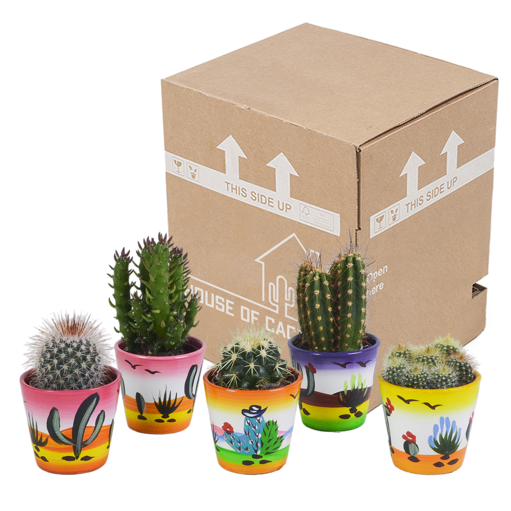 Cactus mix 5.5 cm - 5x - in Mexicaanse pot