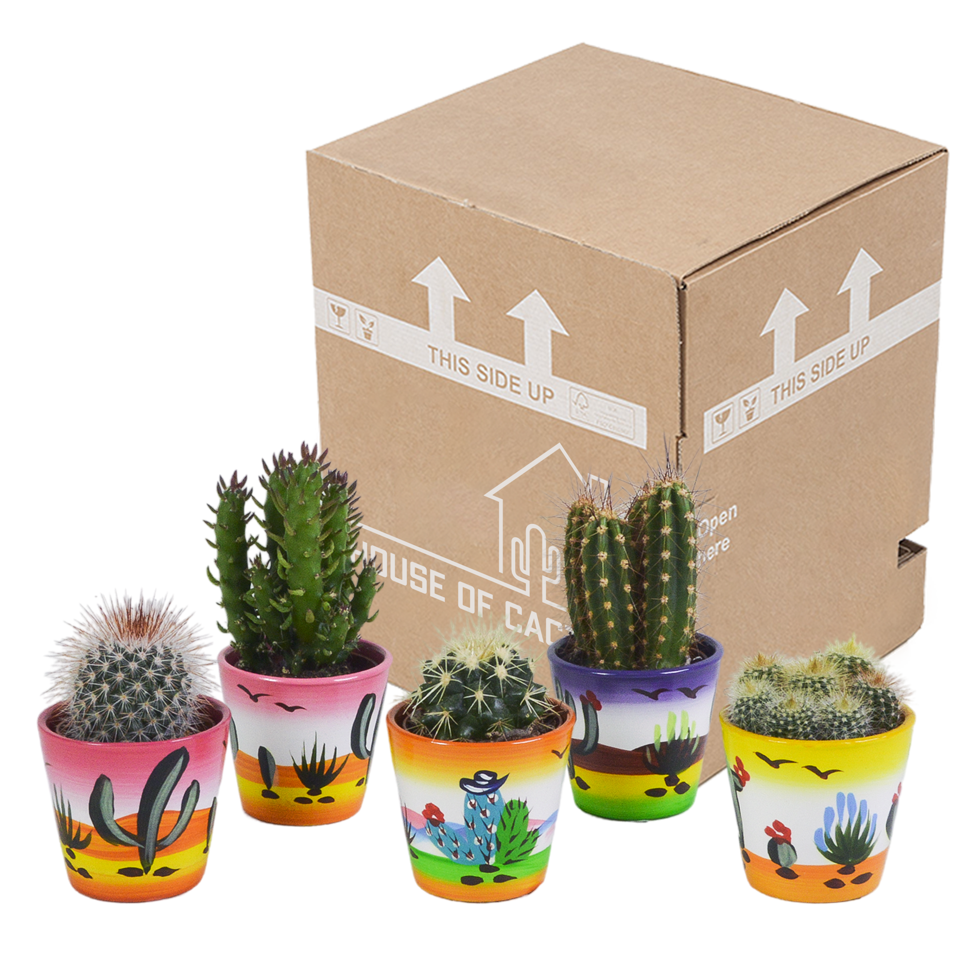 Cactus mix 5.5 cm - 5x - in Mexicaanse pot