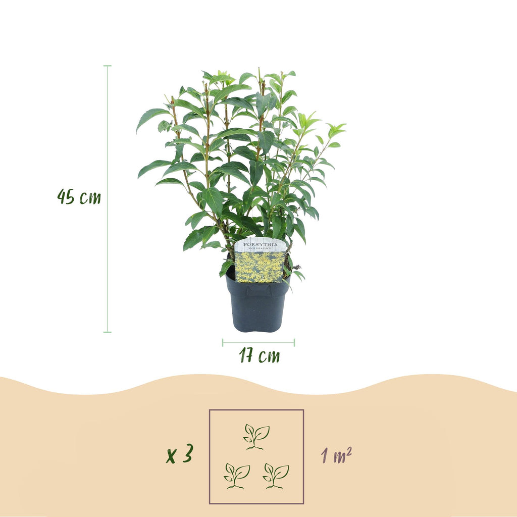 Heesters - Forsythia intermedia Goldrauch  - Bloem Geel - 1 Plant - Bladverliezend - Weinig Onderhoud - Pot 17cm Hoogte 45cm