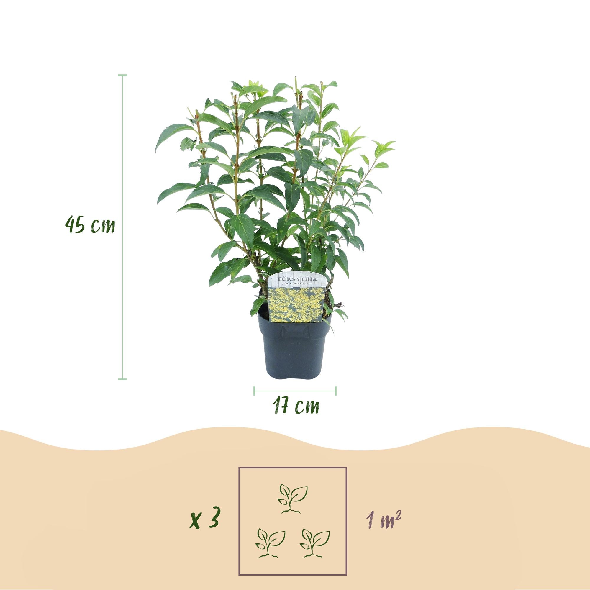 Heesters - Forsythia intermedia Goldrauch  - Bloem Geel - 1 Plant - Bladverliezend - Weinig Onderhoud - Pot 17cm Hoogte 45cm