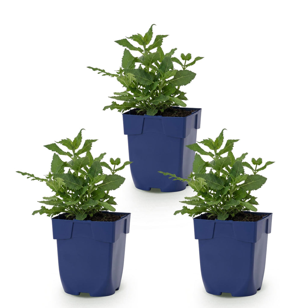 Vasteplant - Salvia nem. Sense Deepl Pink - Salie - Bijen en Vlinderlokkers - Roze - 3 Planten - Pot 11cm - Hoogte 15-25cm