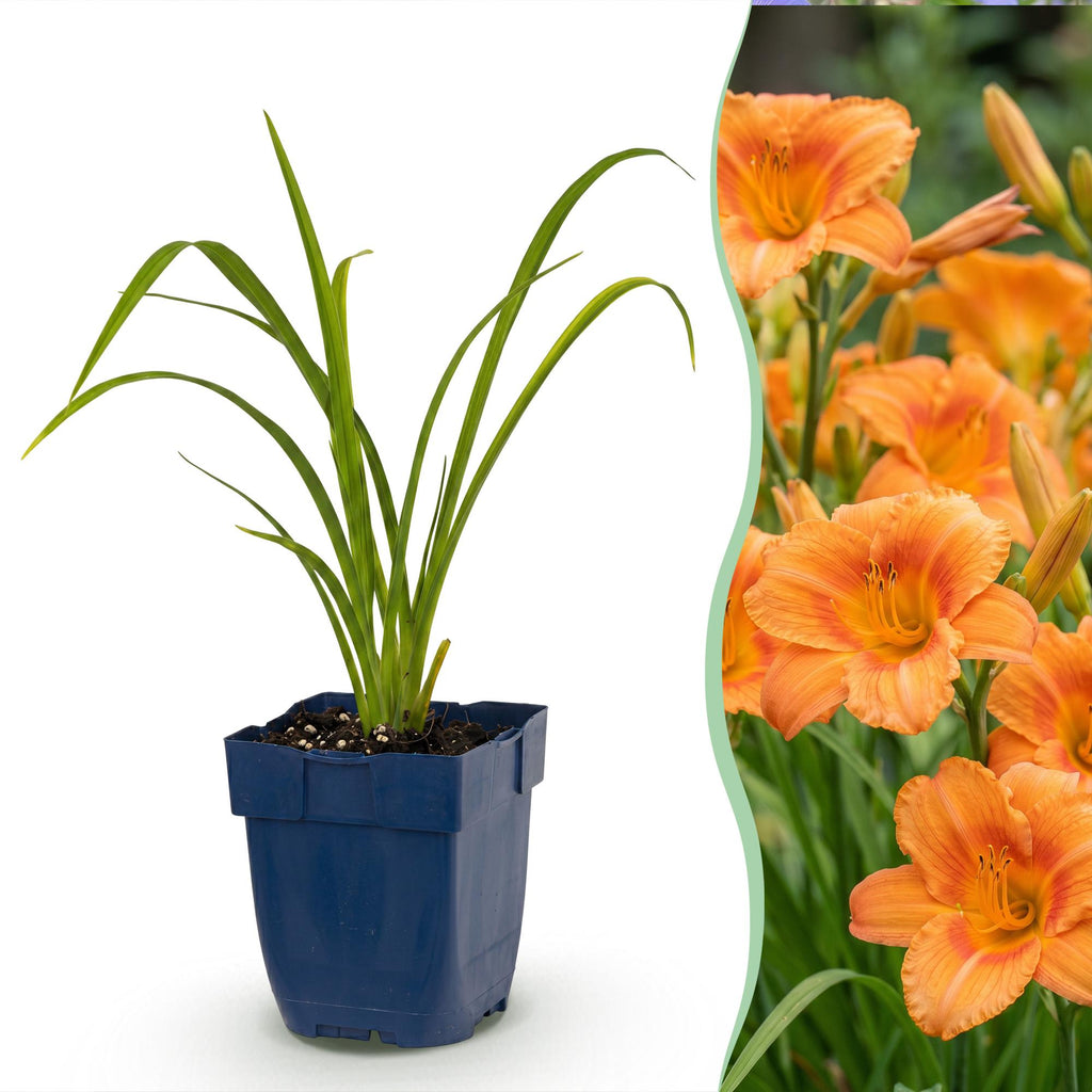 Vasteplant - Hemerocallis Mauna Loa - Daglelie - Bijen en Vlinderlokkers - Oranje - 24 Planten - Pot 11cm - Hoogte 15-25cm