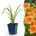 Vasteplant - Hemerocallis Mauna Loa - Daglelie - Bijen en Vlinderlokkers - Oranje - 24 Planten - Pot 11cm - Hoogte 15-25cm