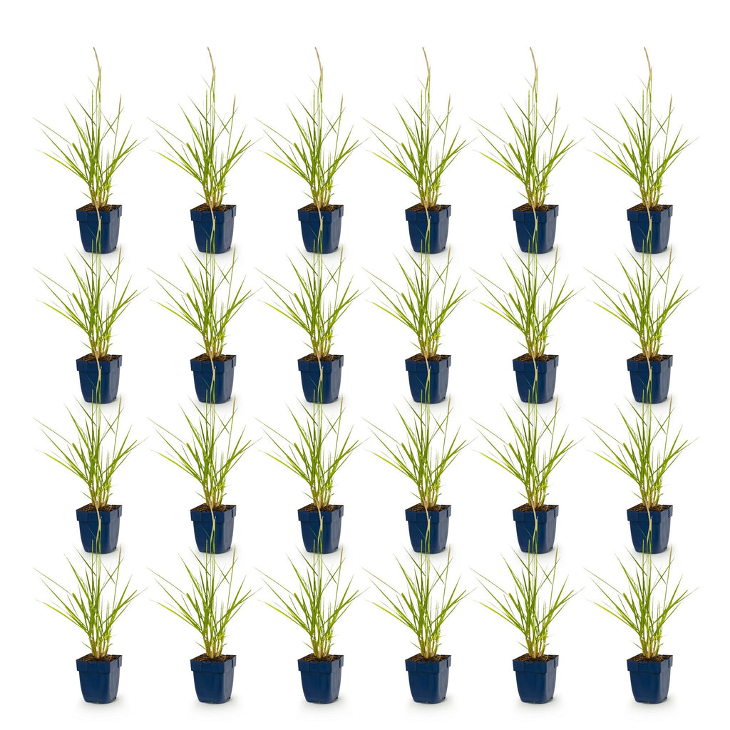 Grassen - Pennisetum or. Fairy Tales - Lampenpoetsergras - Met Pluim - Groen - 24 Planten - Pot 11cm - Hoogte 15-25cm