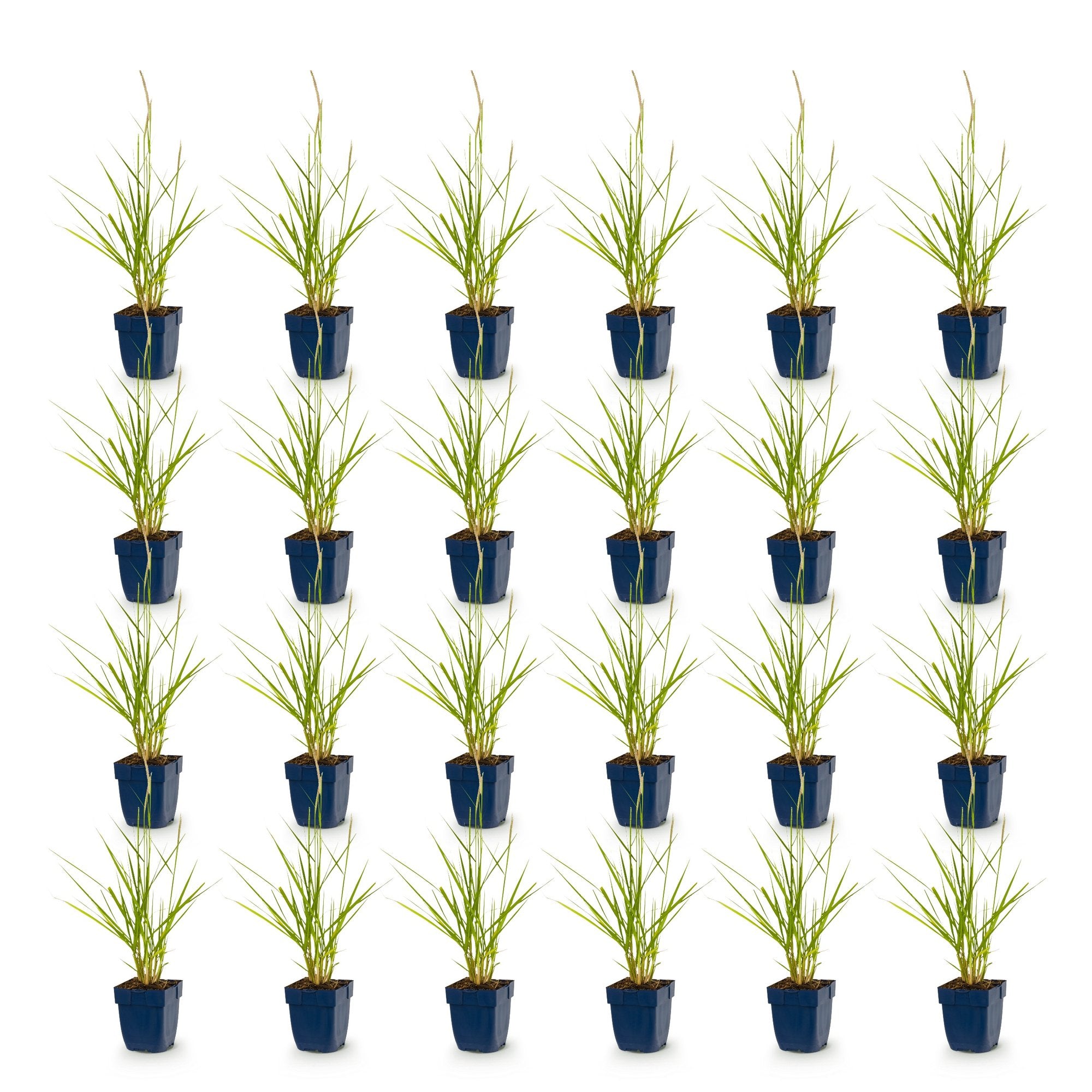 Grassen - Pennisetum or. Fairy Tales - Lampenpoetsergras - Met Pluim - Groen - 24 Planten - Pot 11cm - Hoogte 15-25cm