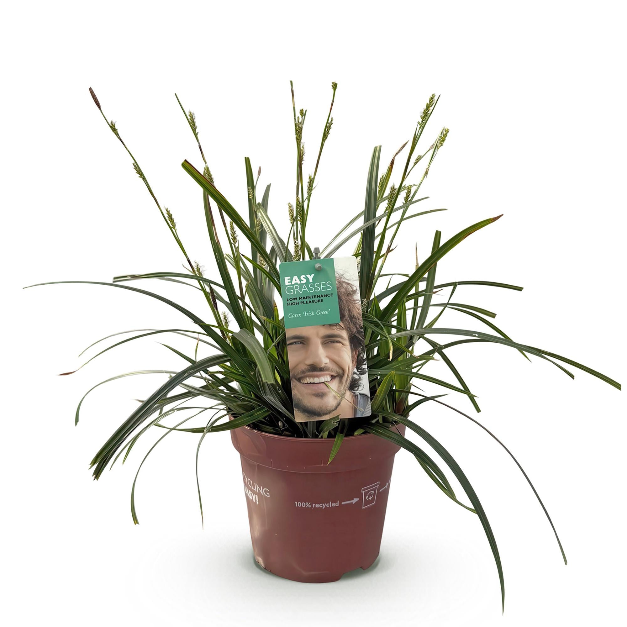 Siergrassen - Carex oshimensis Intense Green - Groen - 1 Plant - Groenblijvend - Winterhard - Pot 17cm Hoogte 50cm