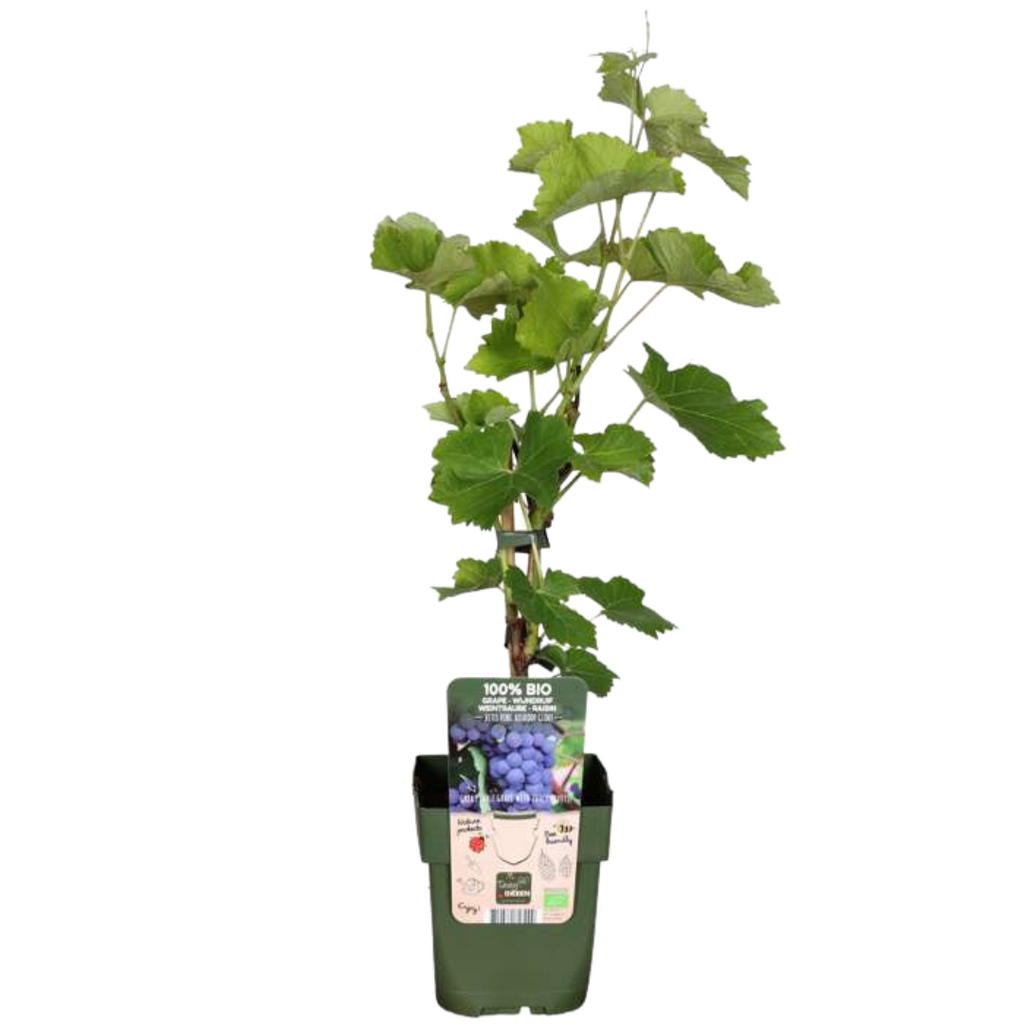 "Vruchten oase" BIO Fruitplanten mix set van 5 verschillende soorten