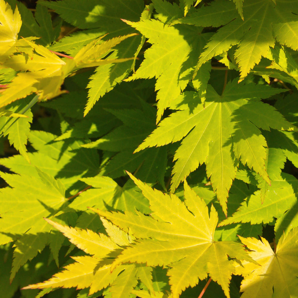 Terrasplant - Japanse Esdoorn - Acer palmatum Jordan - Geel - 1 Plant - Bladverliezend - Pot 19cm Hoogte 70cm