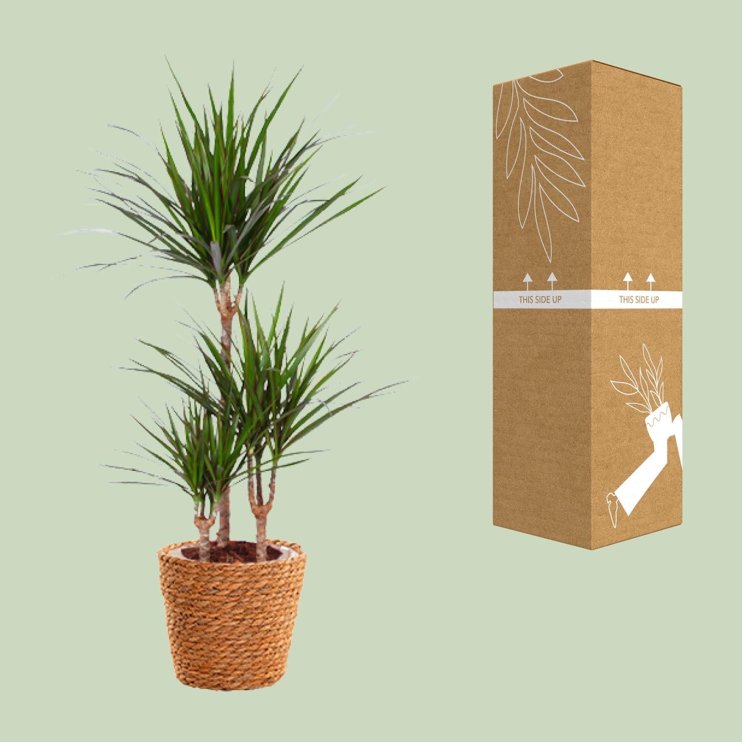 Dracaena Marginata - Ø21cm - ↕95cm + zeegras mand
