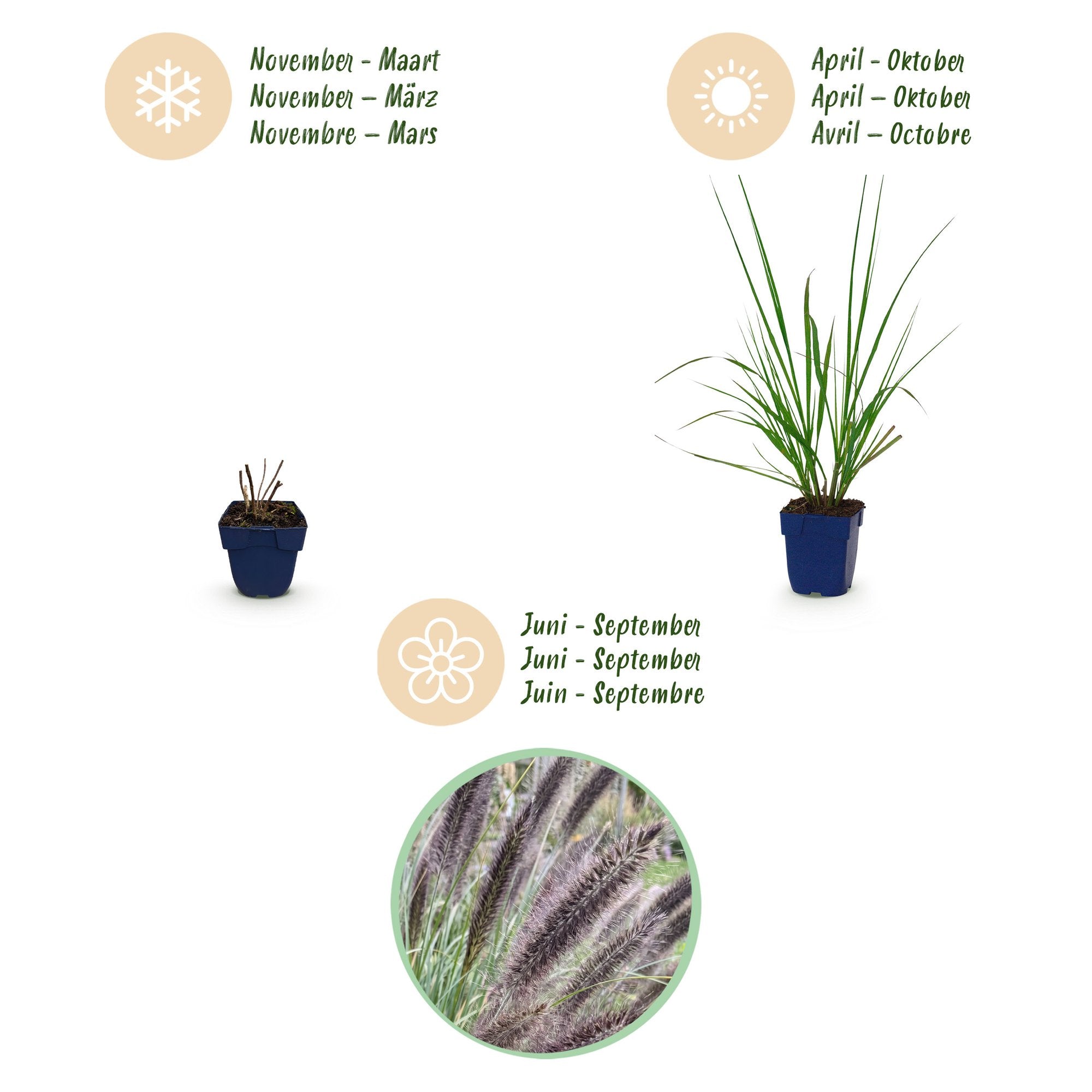 Grassen - Pennisetum alop. Black Beauty - Lampenpoetsergras - Met Pluim - Groen - 1 Plant - Pot 11cm - Hoogte 15-25cm
