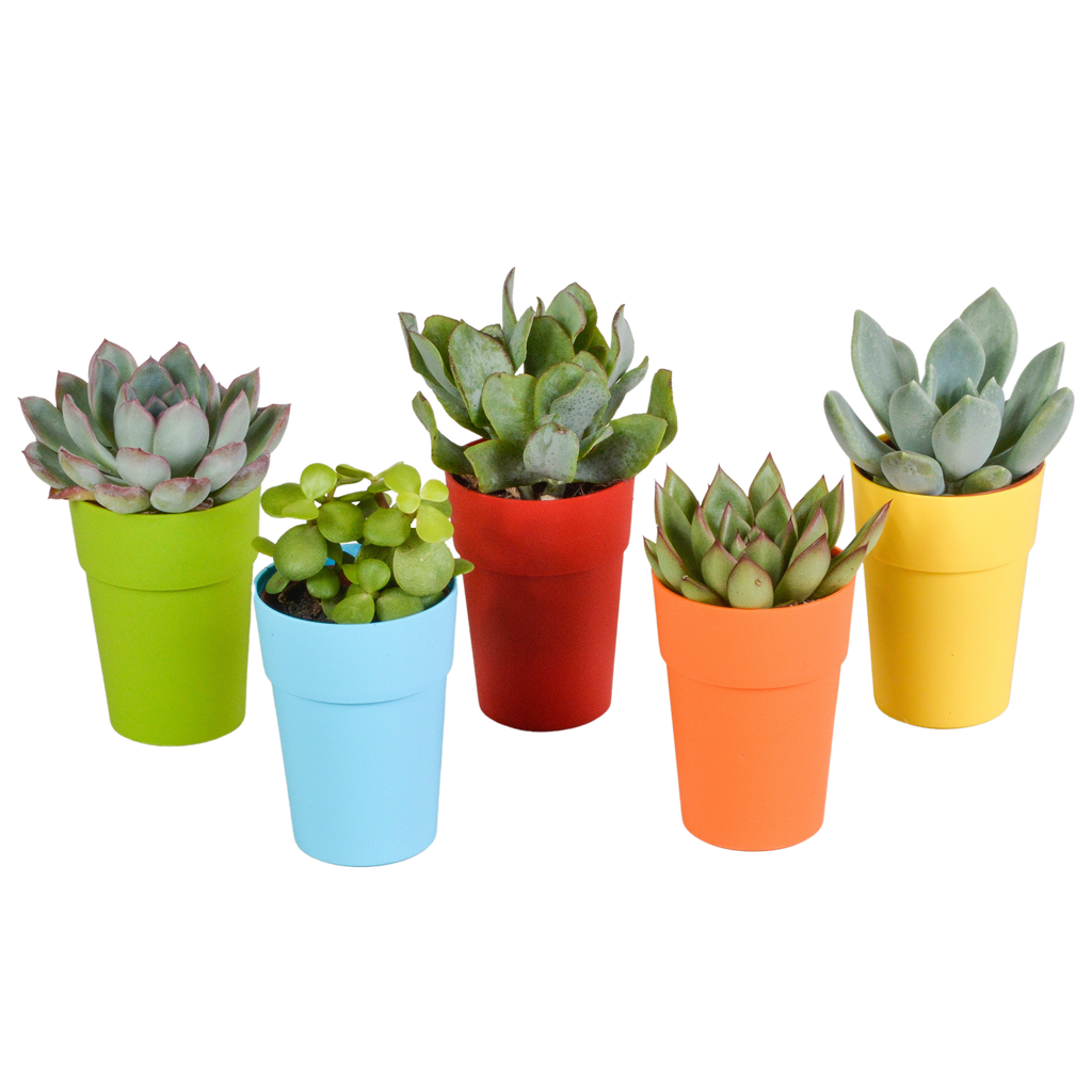 Vetplanten mix 5.5 cm - 5x - in gekleurde plasticpot