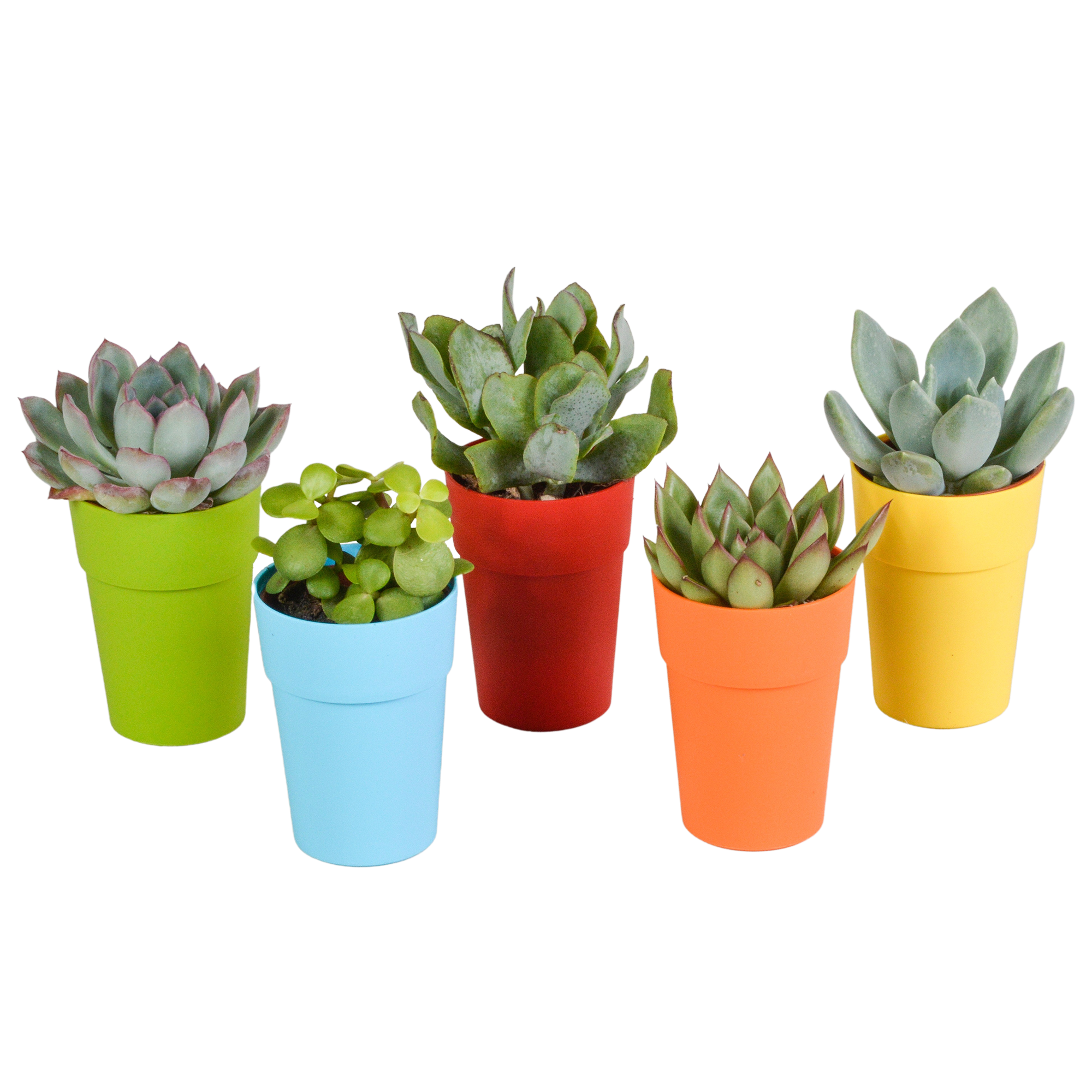 Vetplanten mix 5.5 cm - 5x - in gekleurde plasticpot