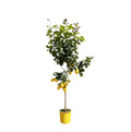 Citroenboom - 150 cm - ø30