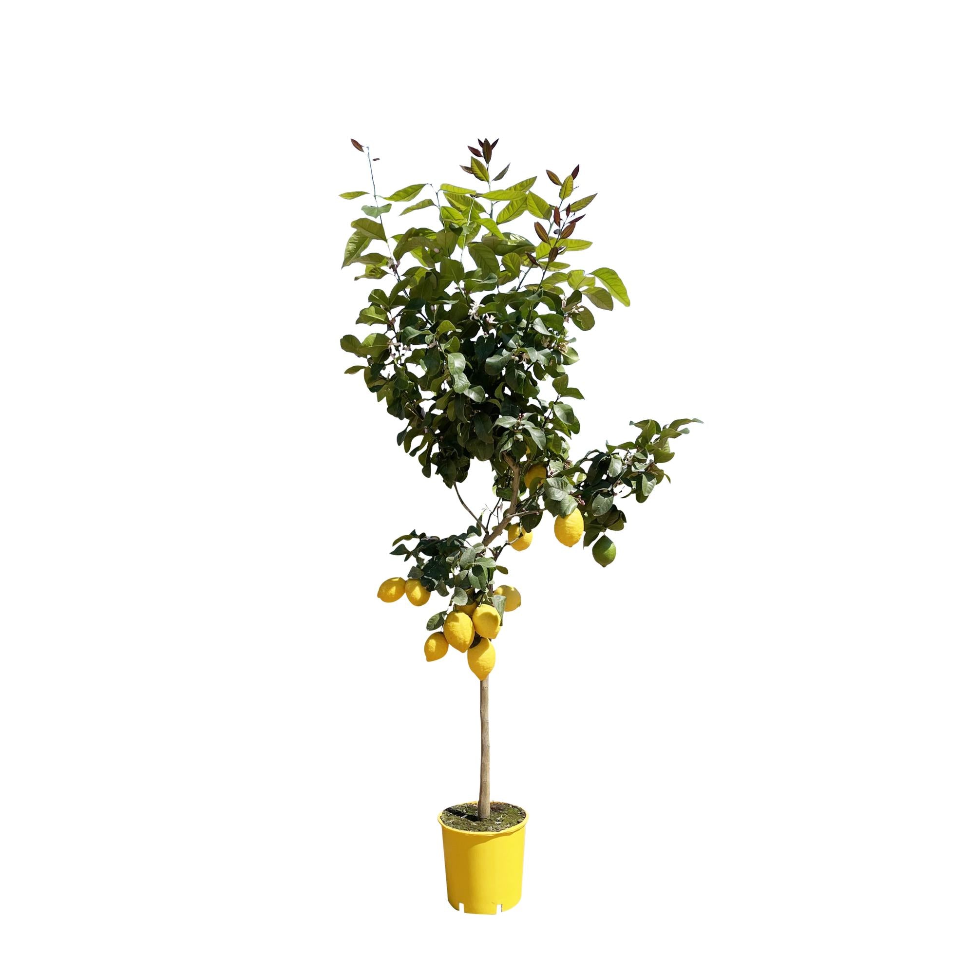 Citroenboom - 150 cm - ø30