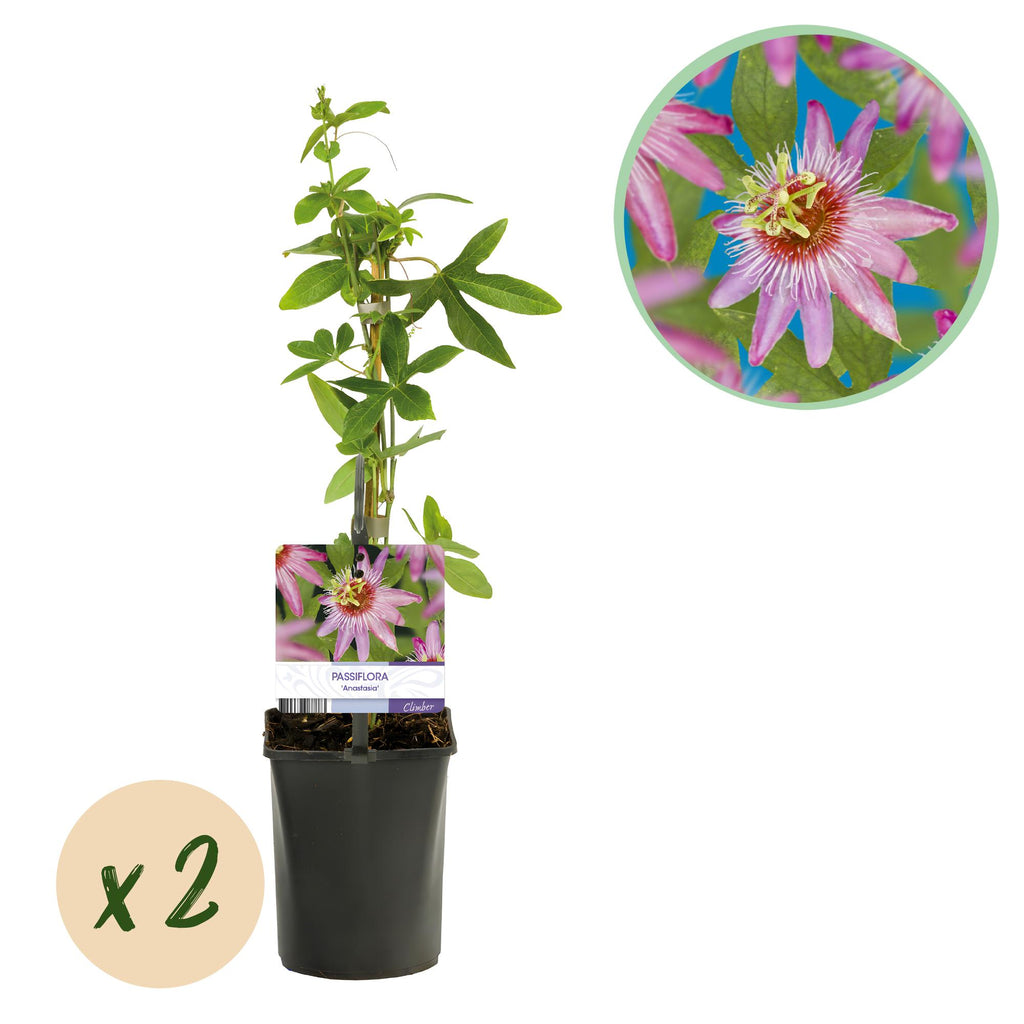 Passiebloem - Passiflora Anastasia  - Bloem Roze - Weinig onderhoud - 2 planten - Pot 11cm Hoogte 40cm