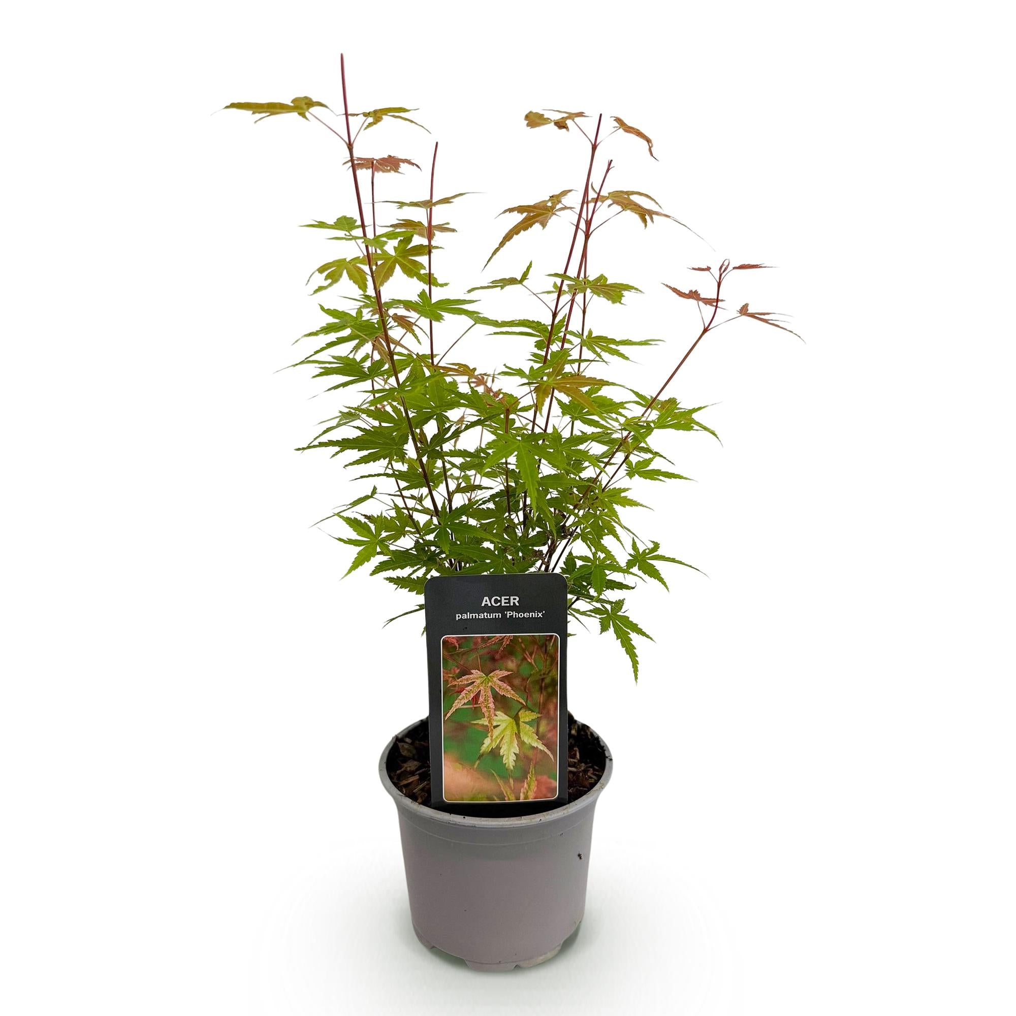 Tuinplant - Acer palmatum Phoenix - Roze - 1 Plant - Bladverliezend - Weinig Onderhoud - Pot 12cm Hoogte 35cm