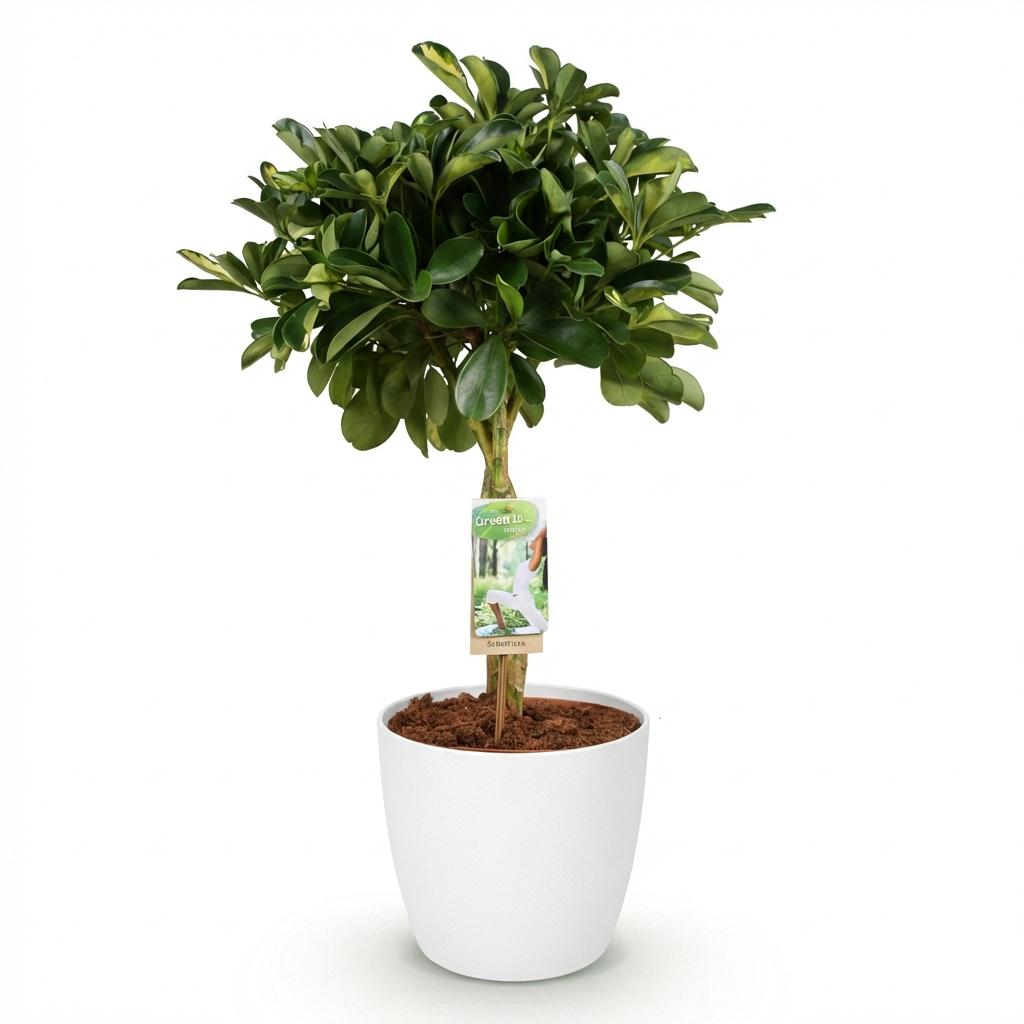 Kamerplanten - Schefflera Gold Capelle - Vingerboom - Weinig onderhoud - Groen - goud - 1 Plant - met Potter Wit - Pot 21cm - Hoogte 70-80cm