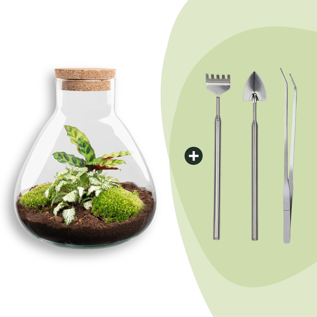 DIY terrarium - Sammie Calathea - ↕ 27 cm - Rake + Shovel + Tweezer