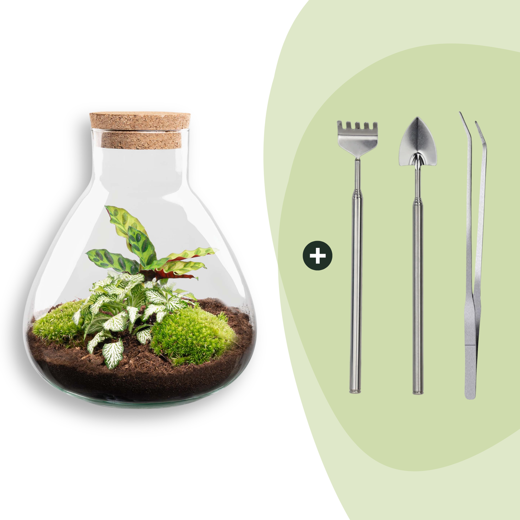 DIY terrarium - Sammie Calathea - ↕ 27 cm - Rake + Shovel + Tweezer